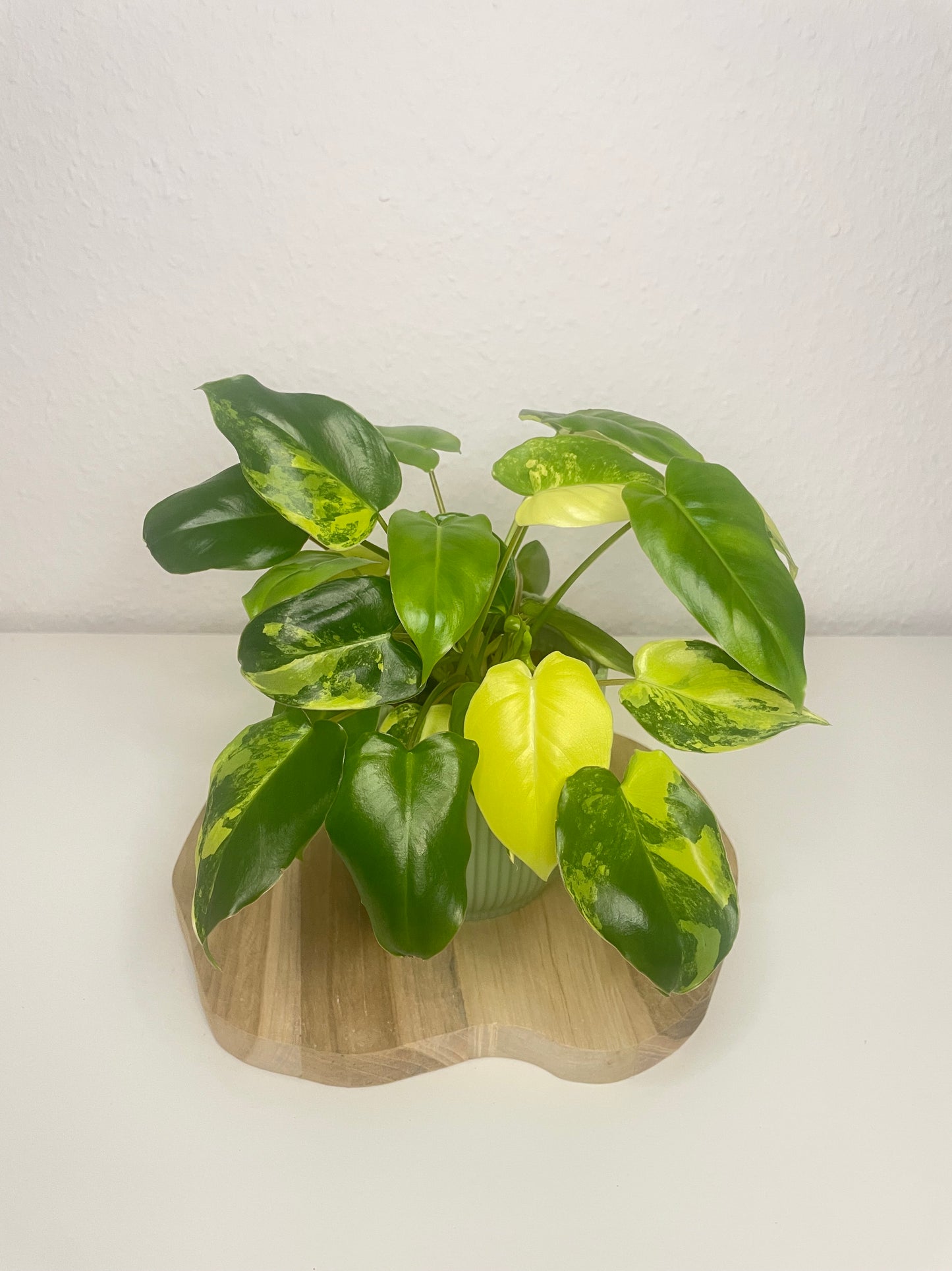 Philodendron Burle Marx Variegata