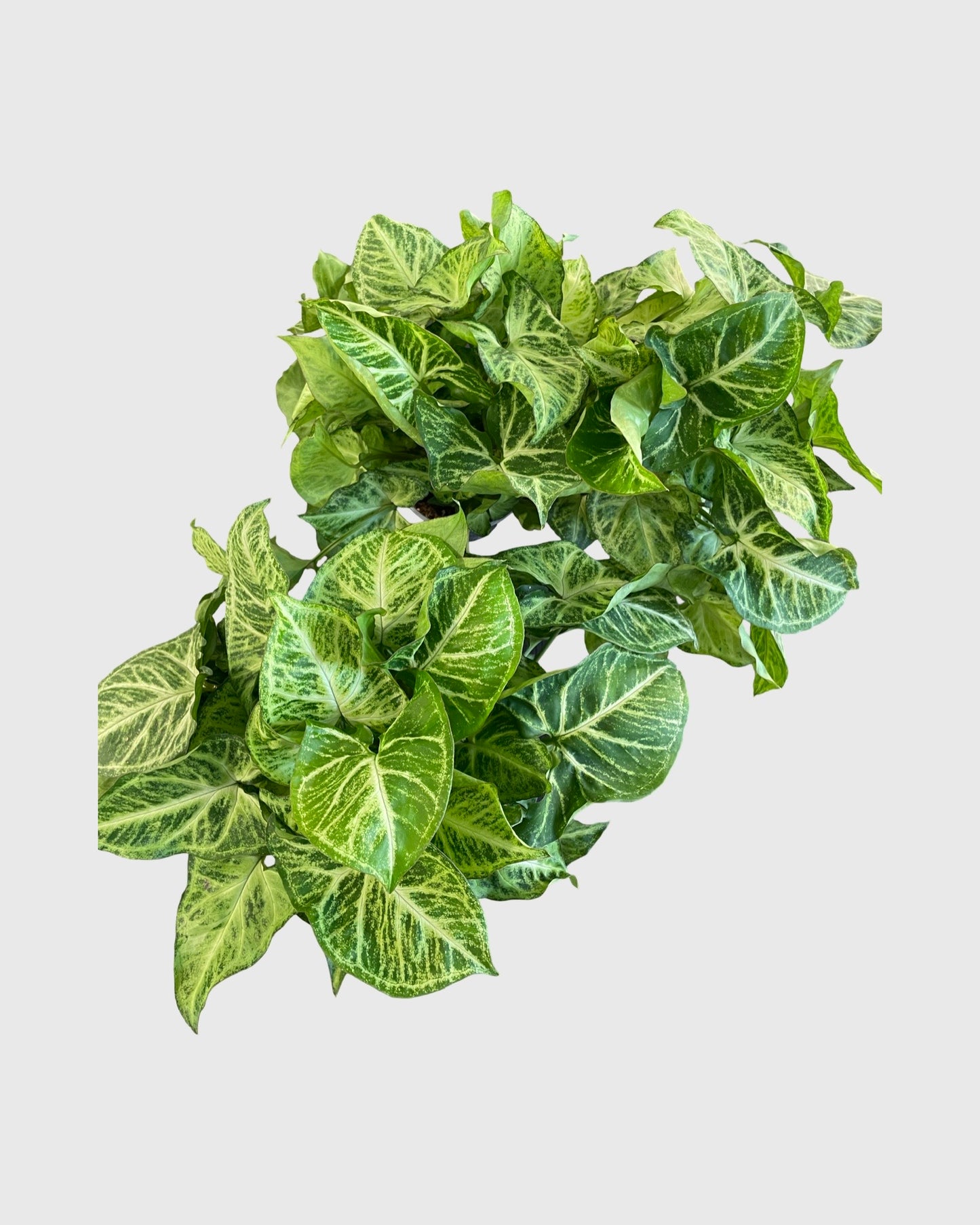 Syngonium Arrow