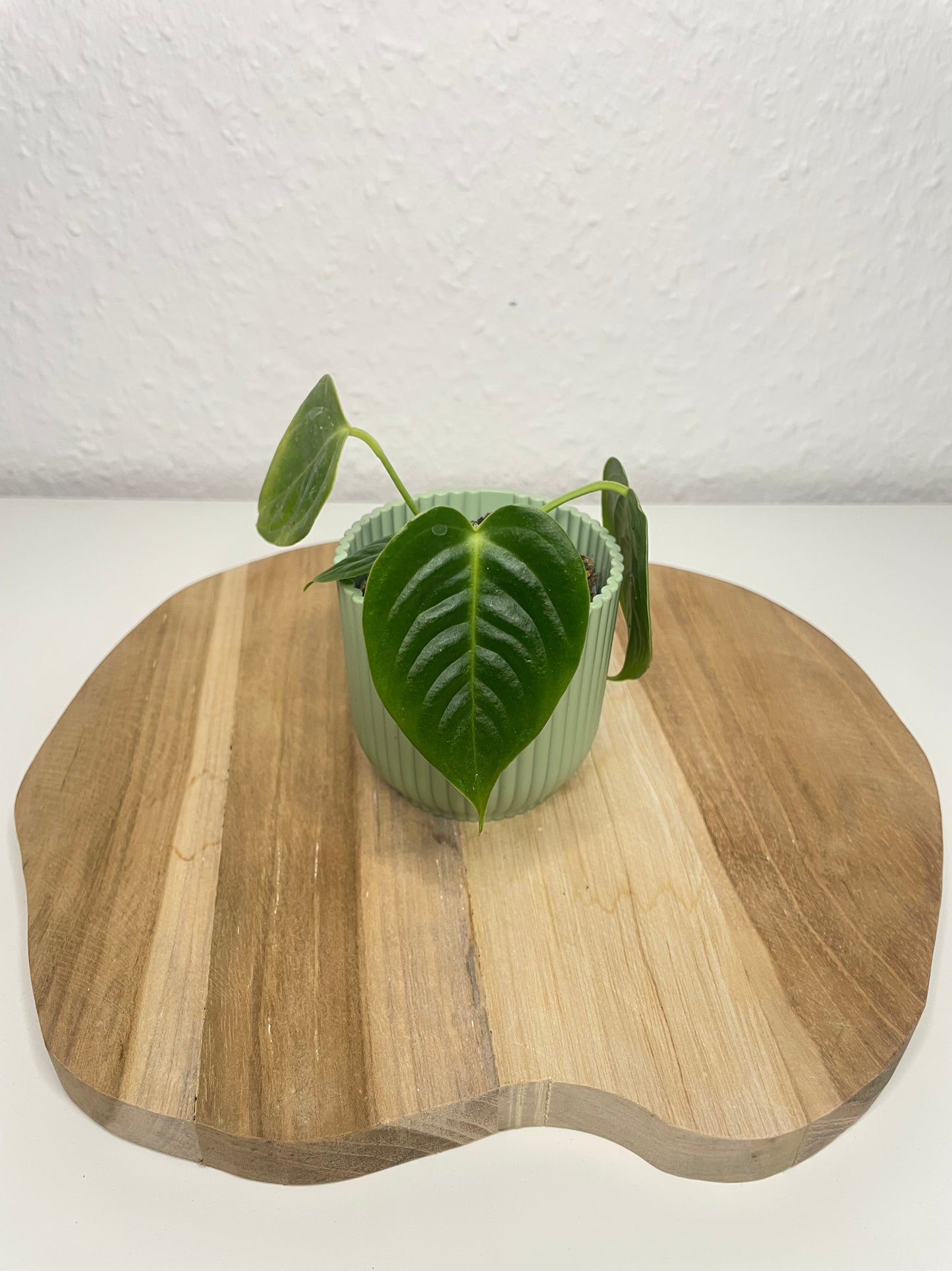 Anthurium Veitchii