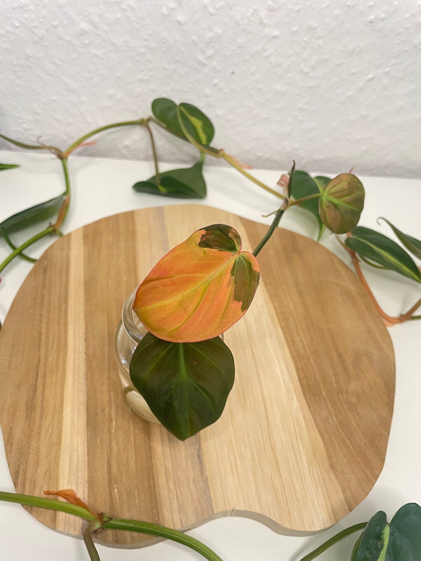 Philodendron Micans Variegata