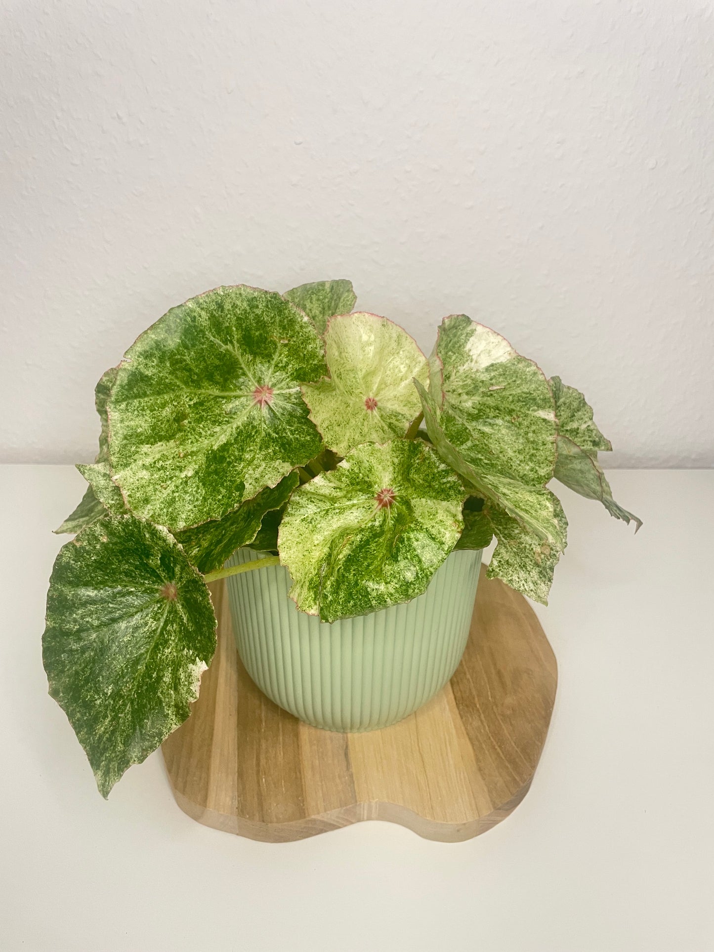 Begonia Rouge Variegata