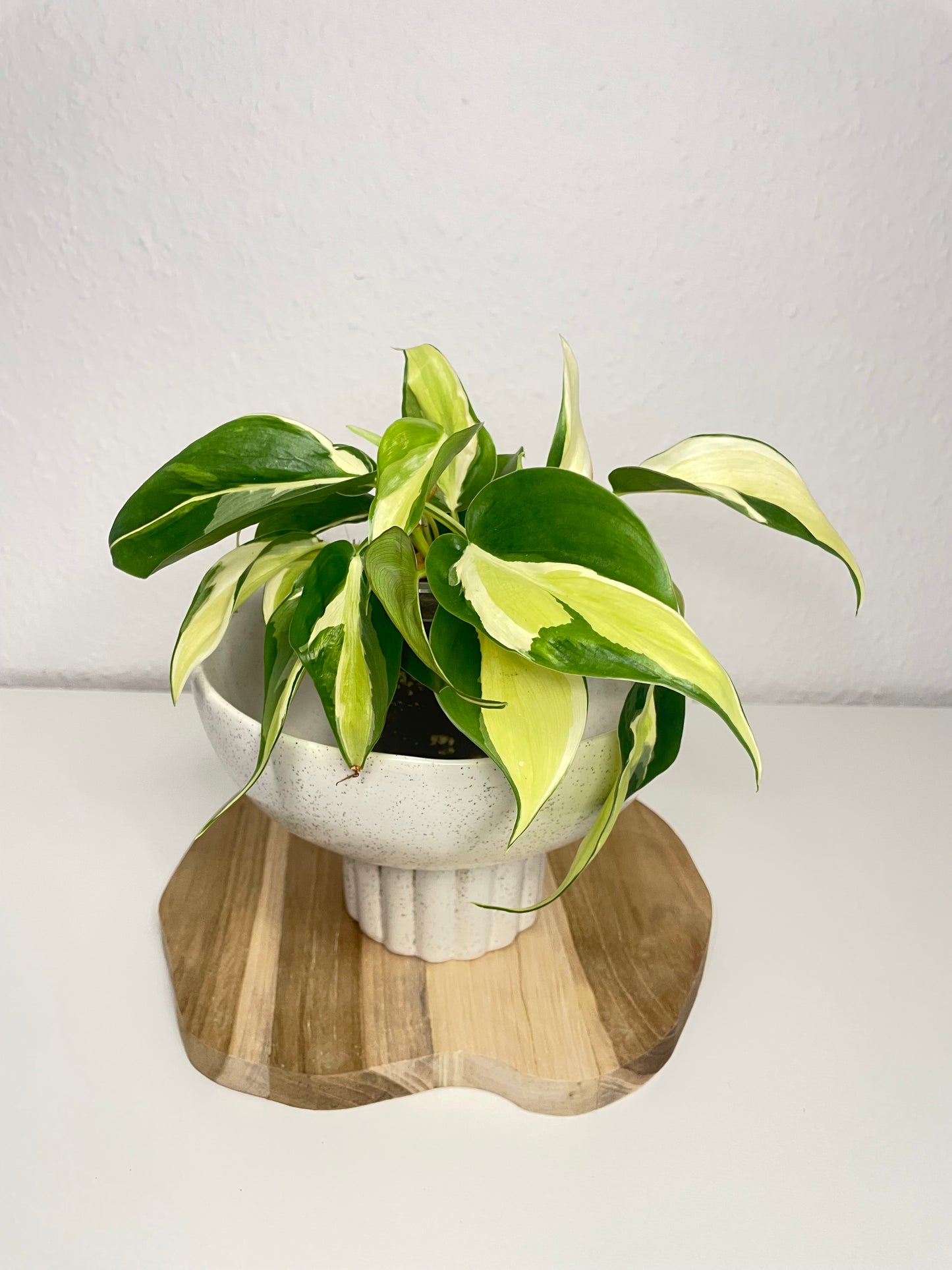 Philodendron Scandens Rio