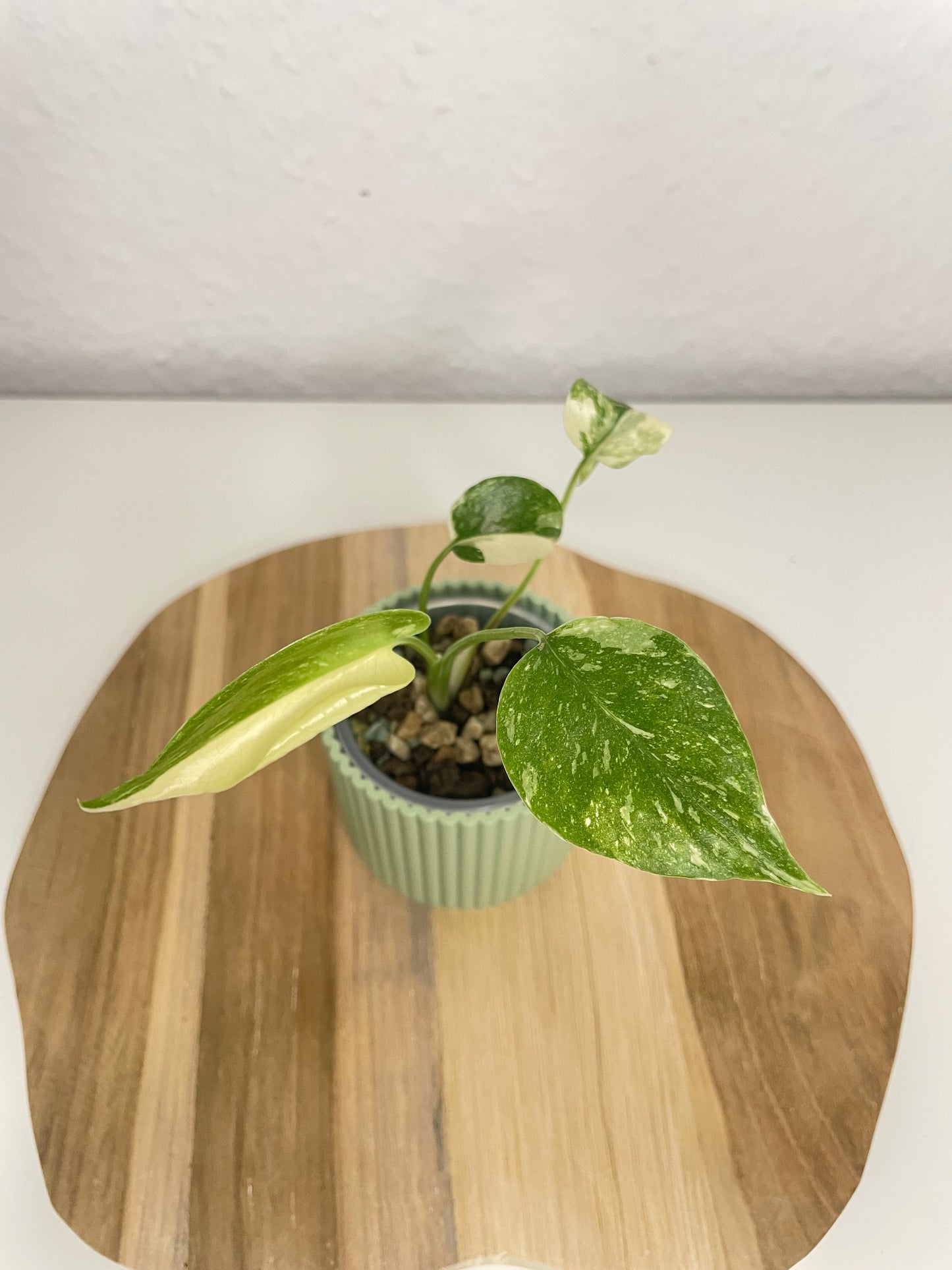 Monstera Thai Constellation Creme