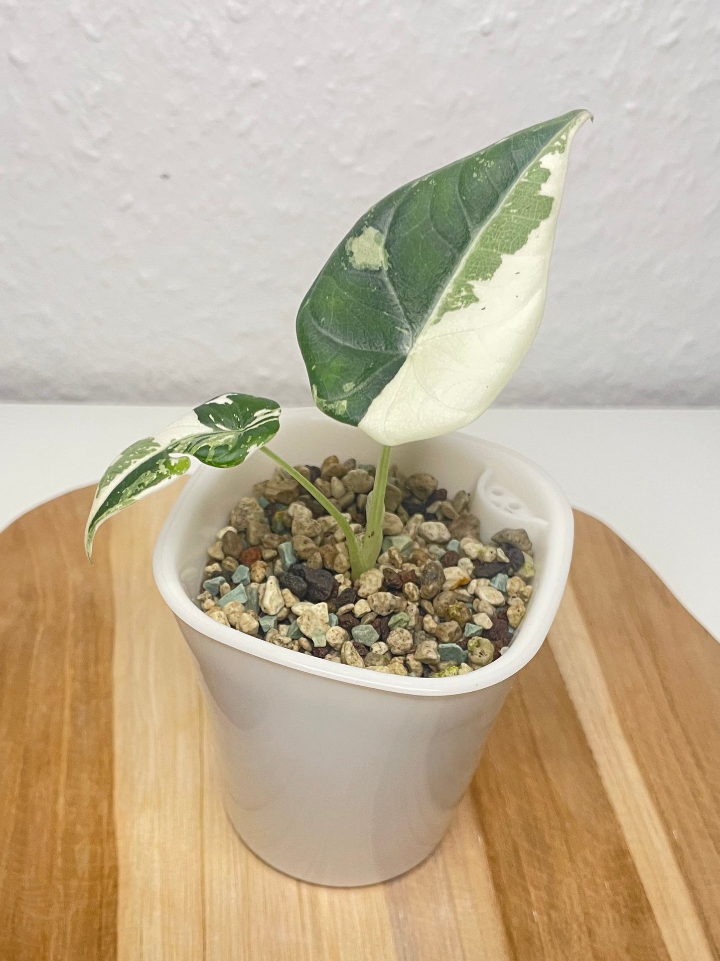 Alocasia Maharani Variegata