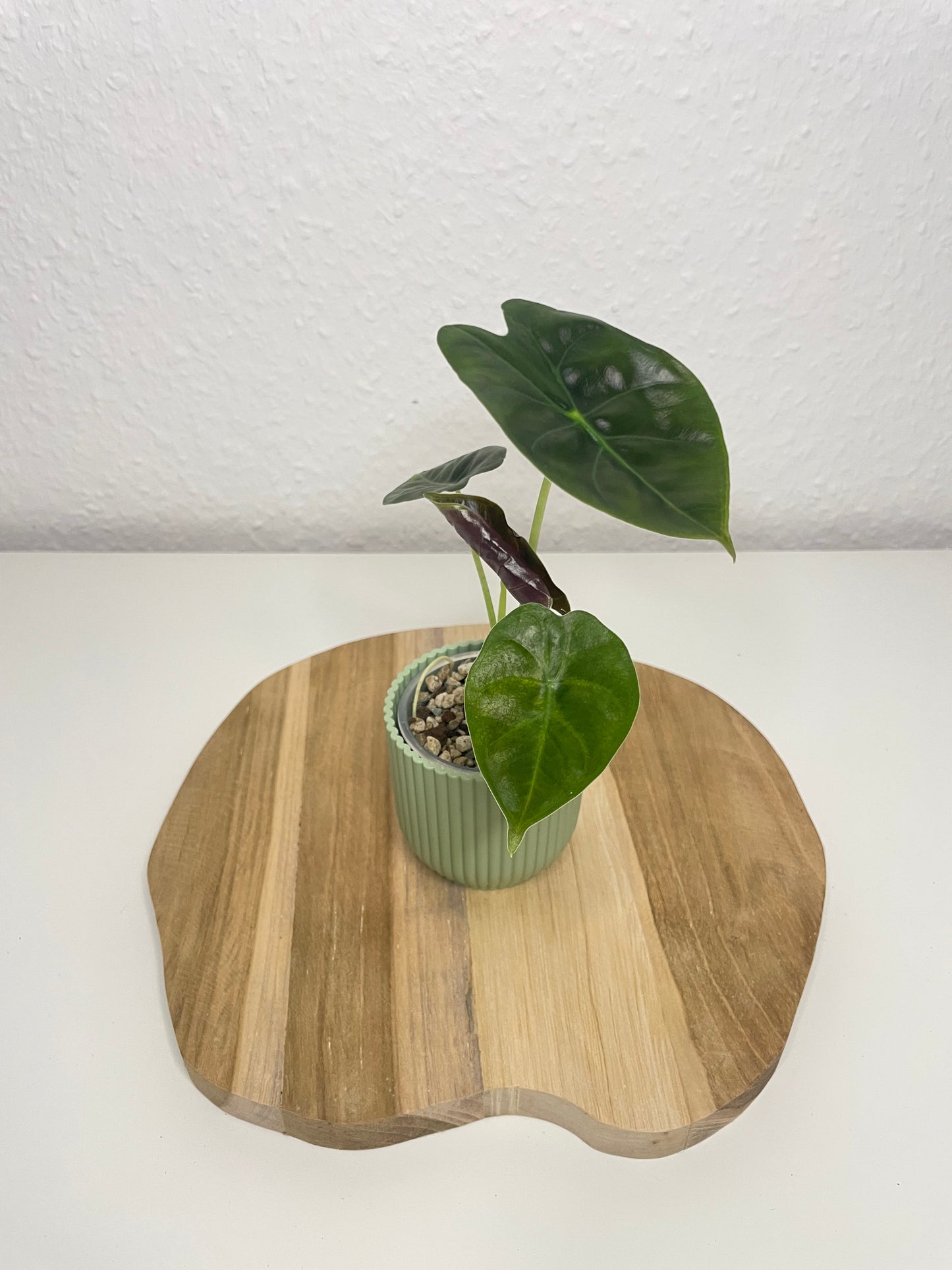 Alocasia Golden Bone
