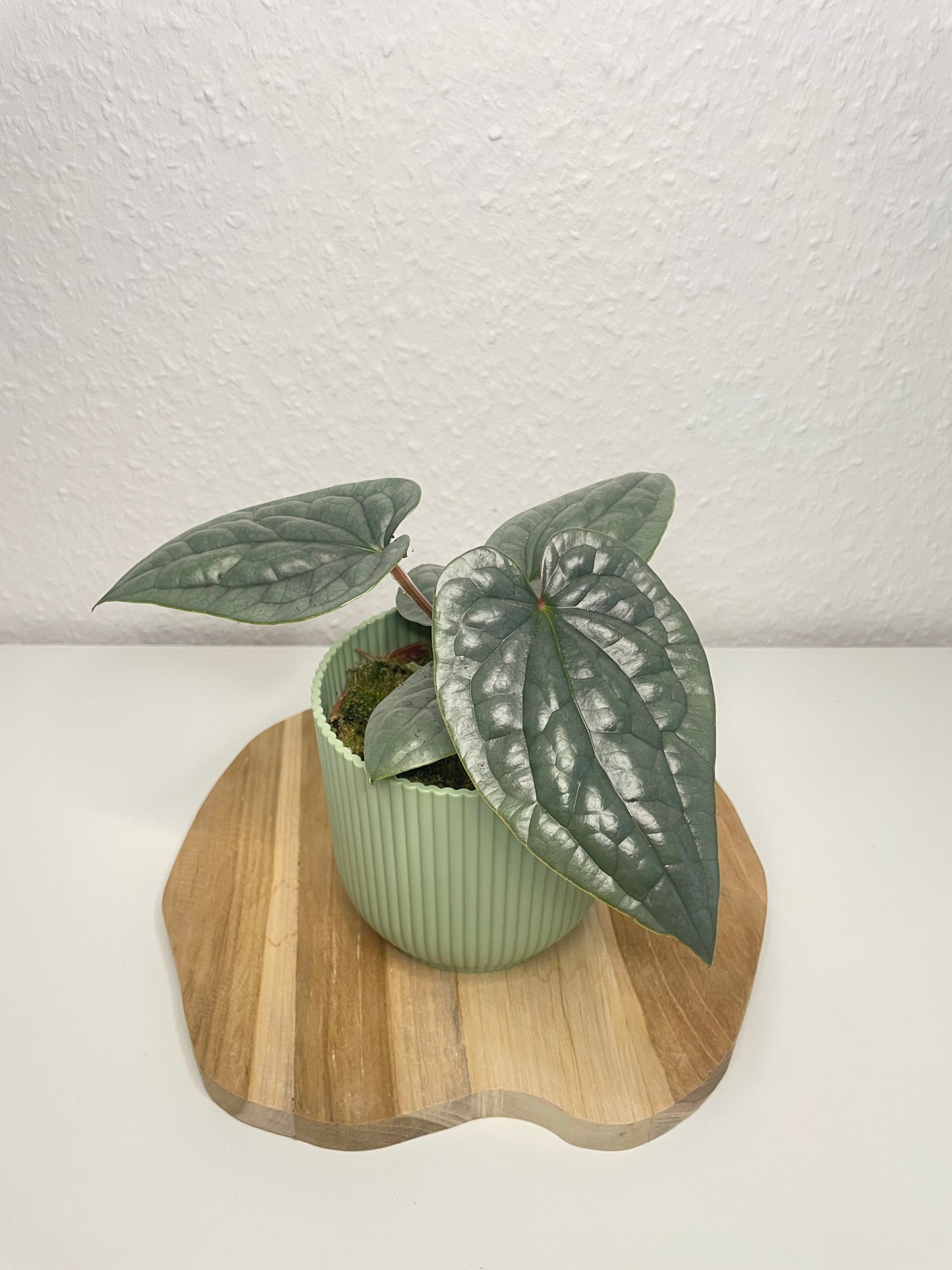 Anthurium Luxurians