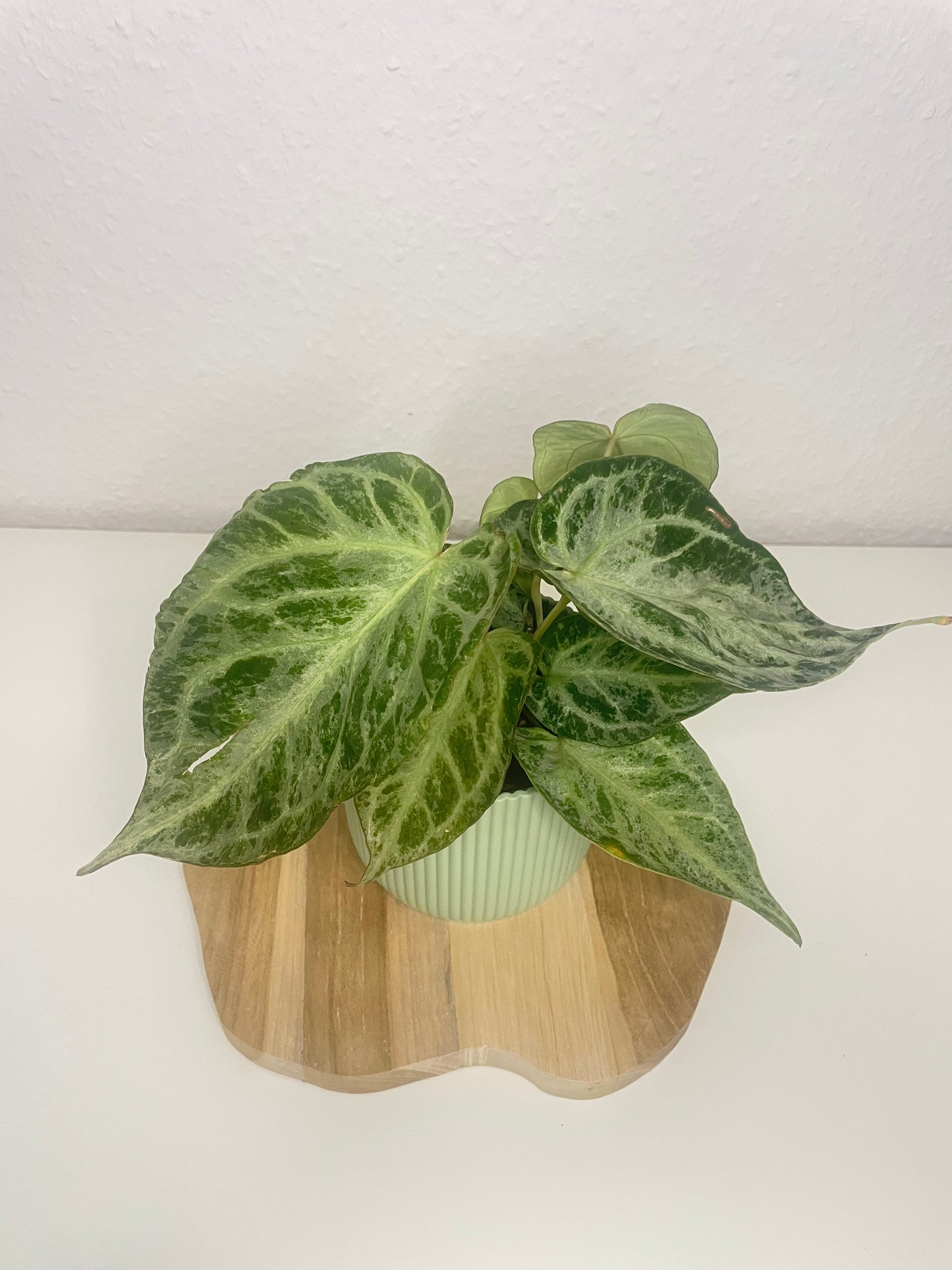 Anthurium Silver Blush Mint