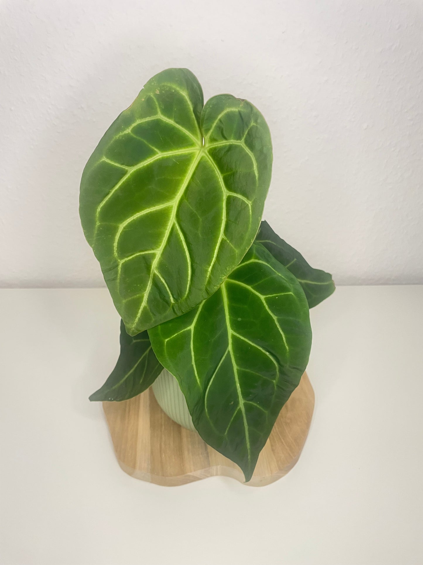 Anthurium Magnificum