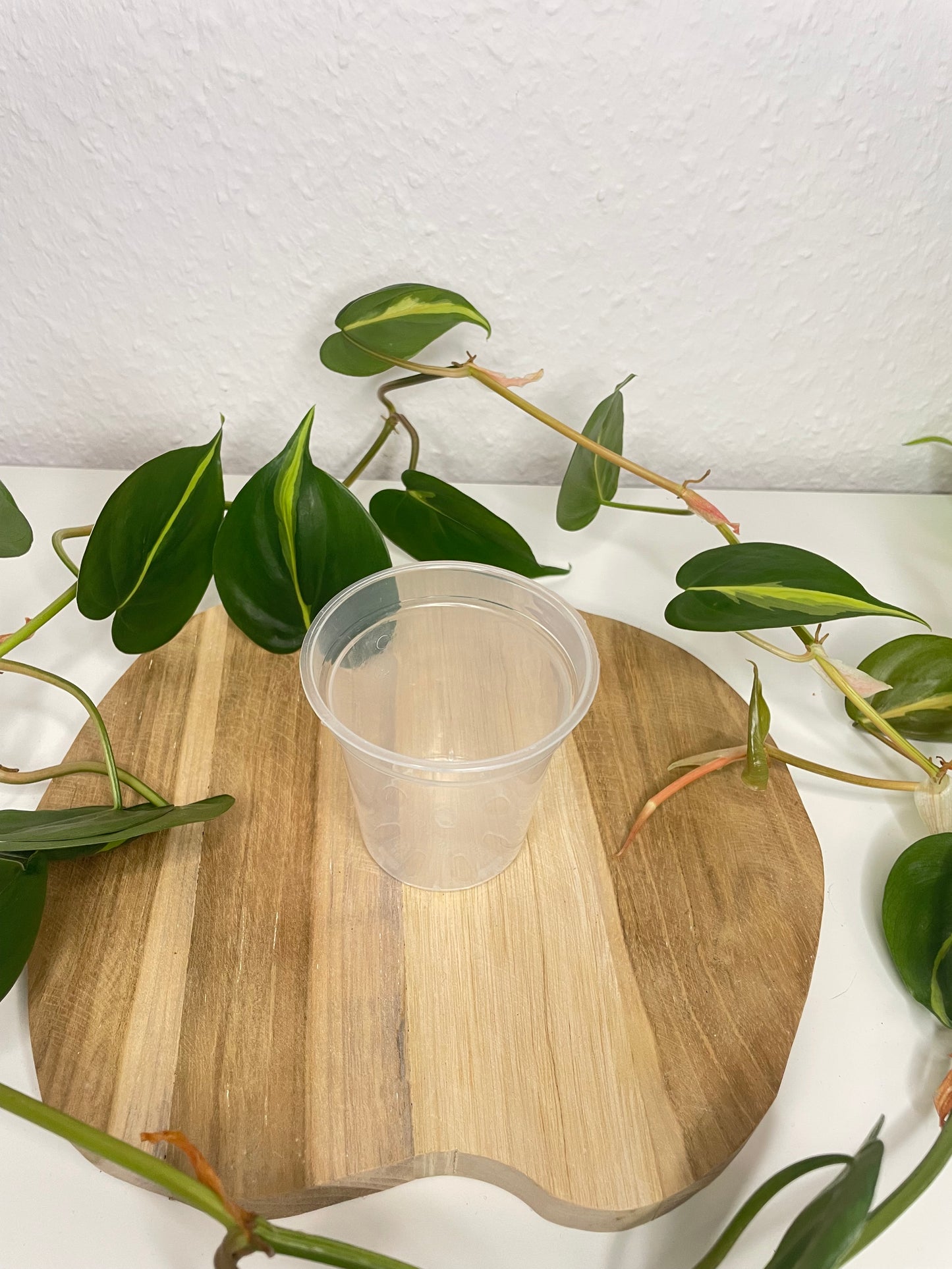 Pflanztöpfe transparent
