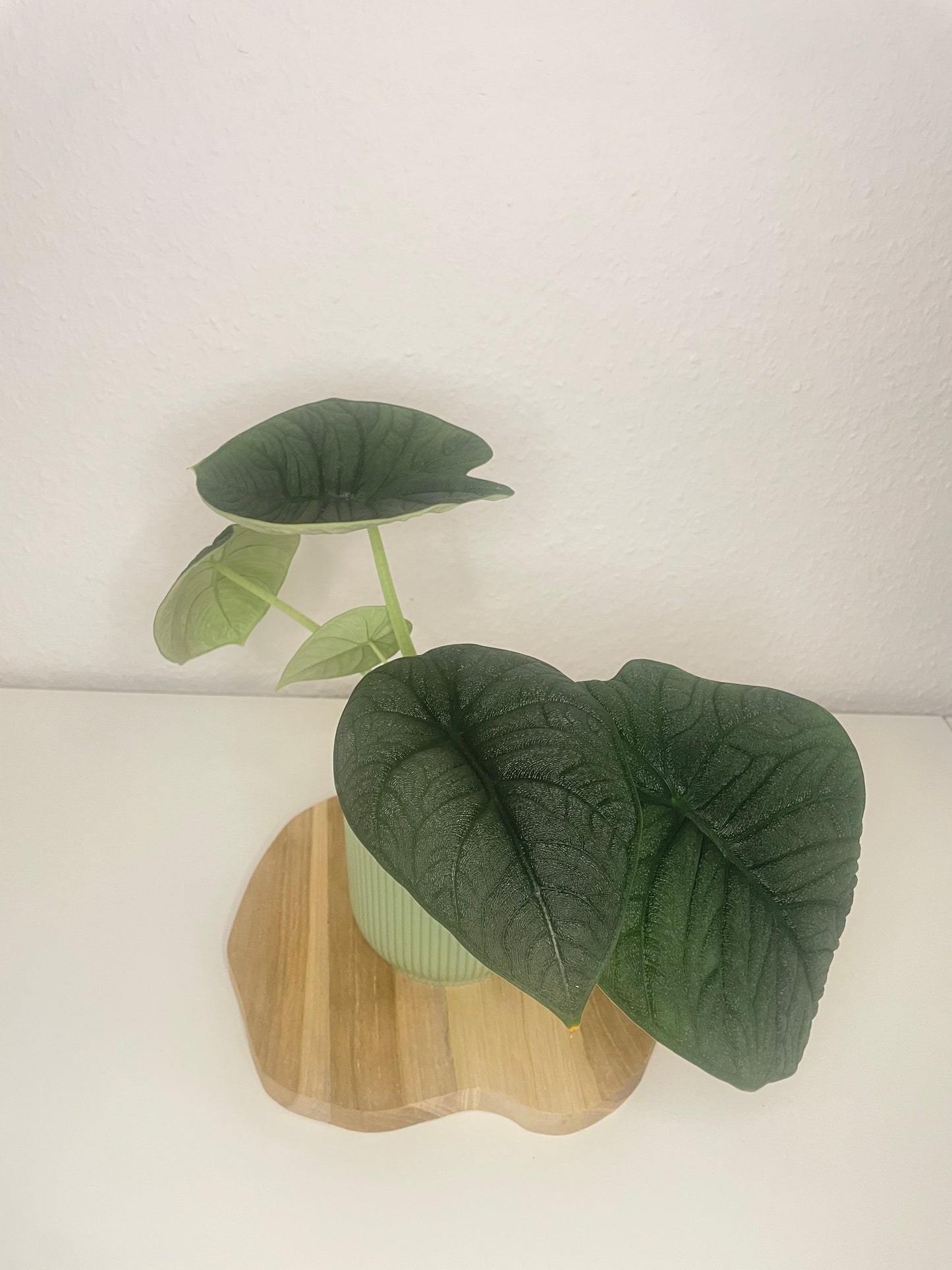 Alocasia Melo