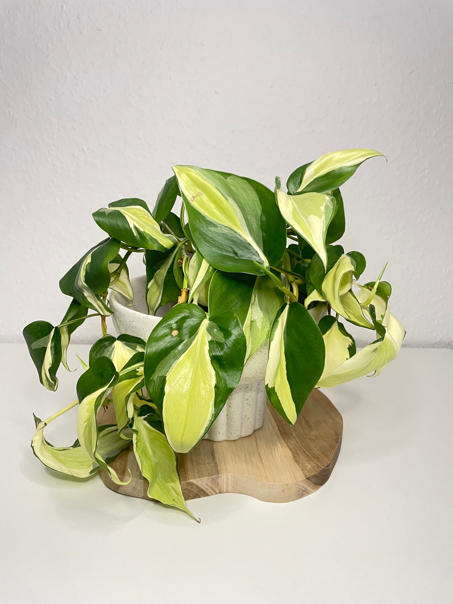 Philodendron Scandens Rio