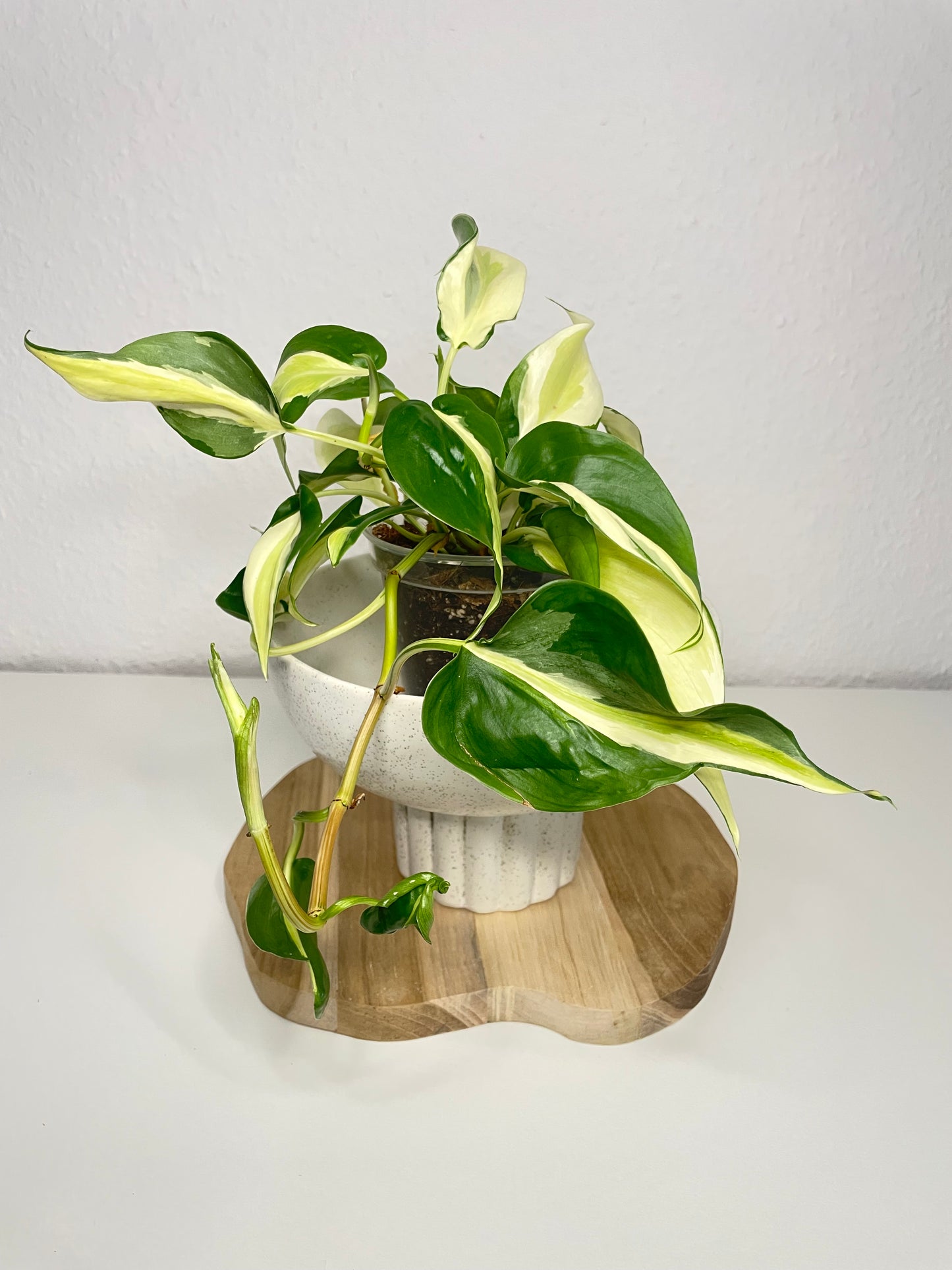 Philodendron Scandens Rio