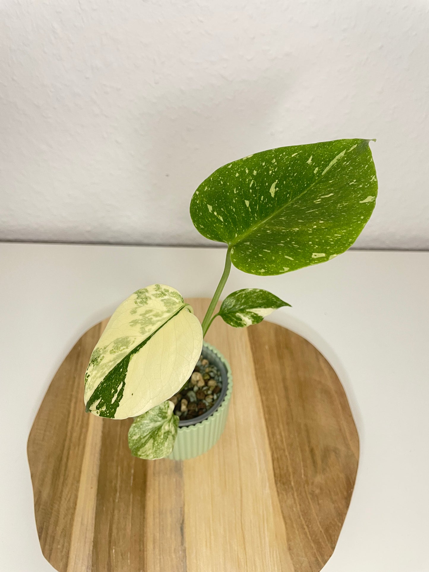 Monstera Thai Constellation Creme