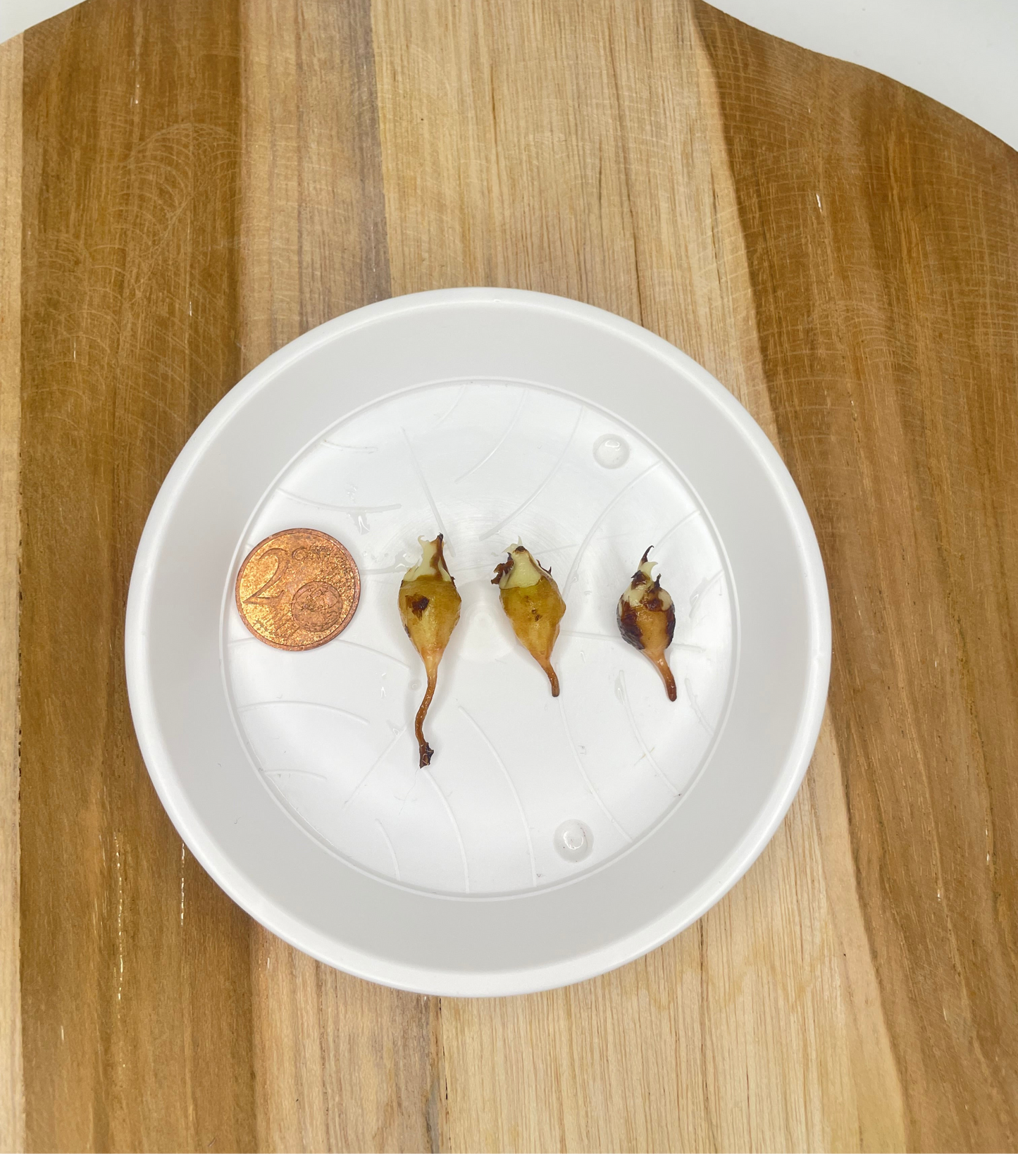 Rhizom Alocasia Dragon Scale Albo