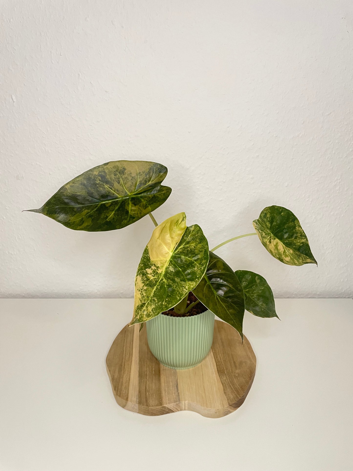 Alocasia Wentii Variegata