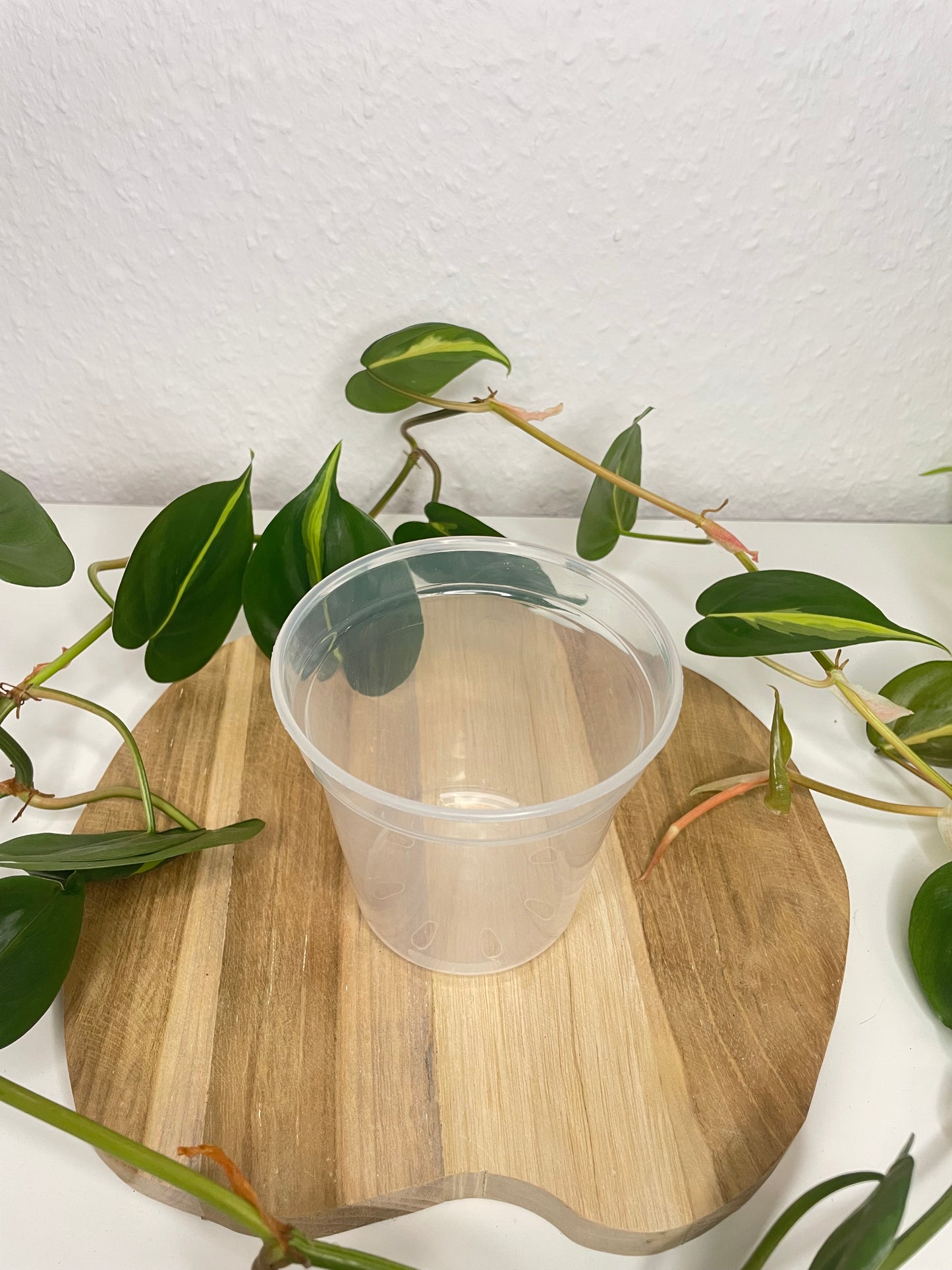 Pflanztöpfe transparent