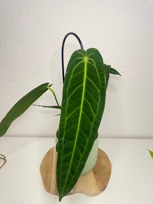 Anthurium Warocqueanum