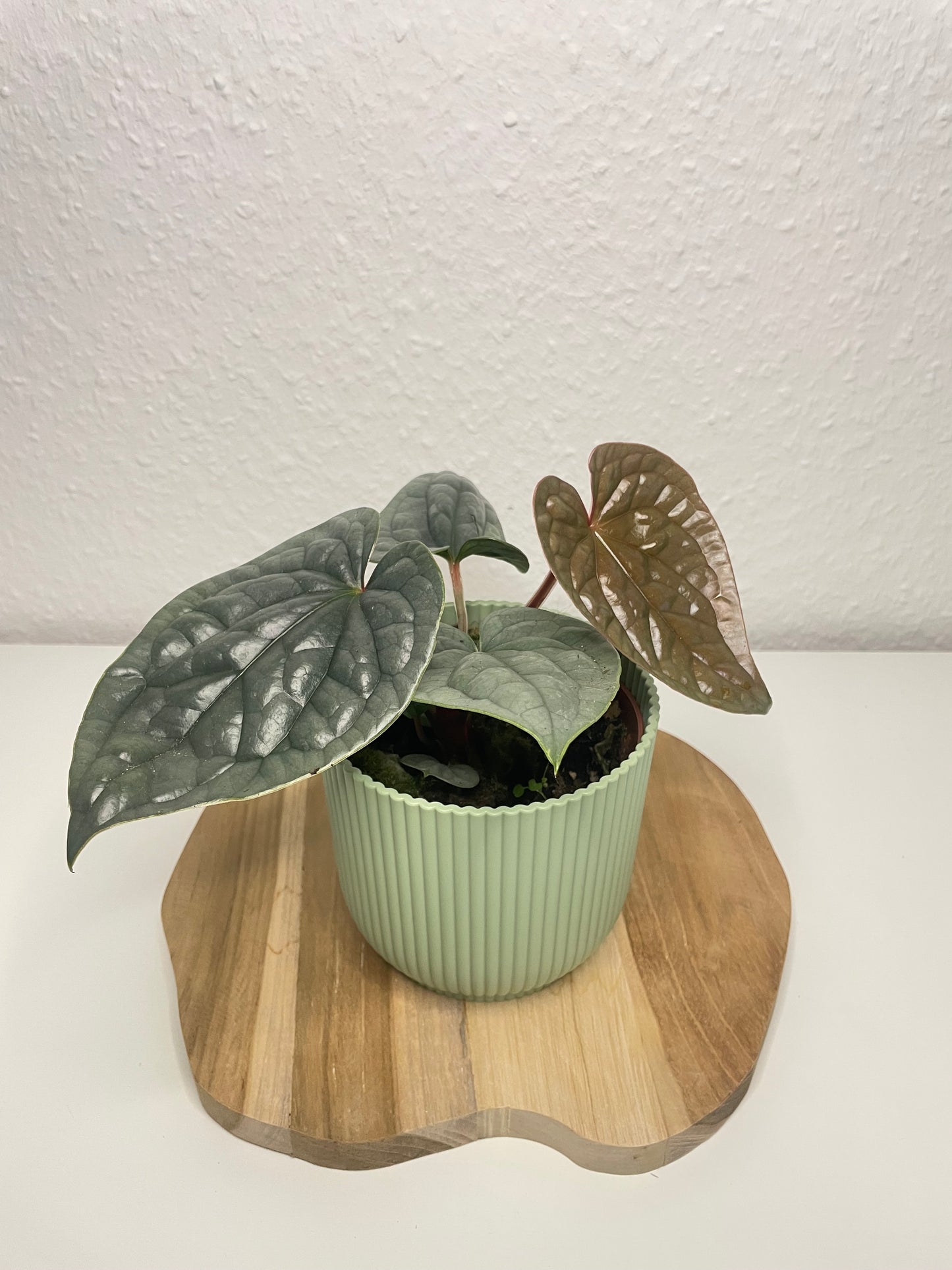 Anthurium Luxurians