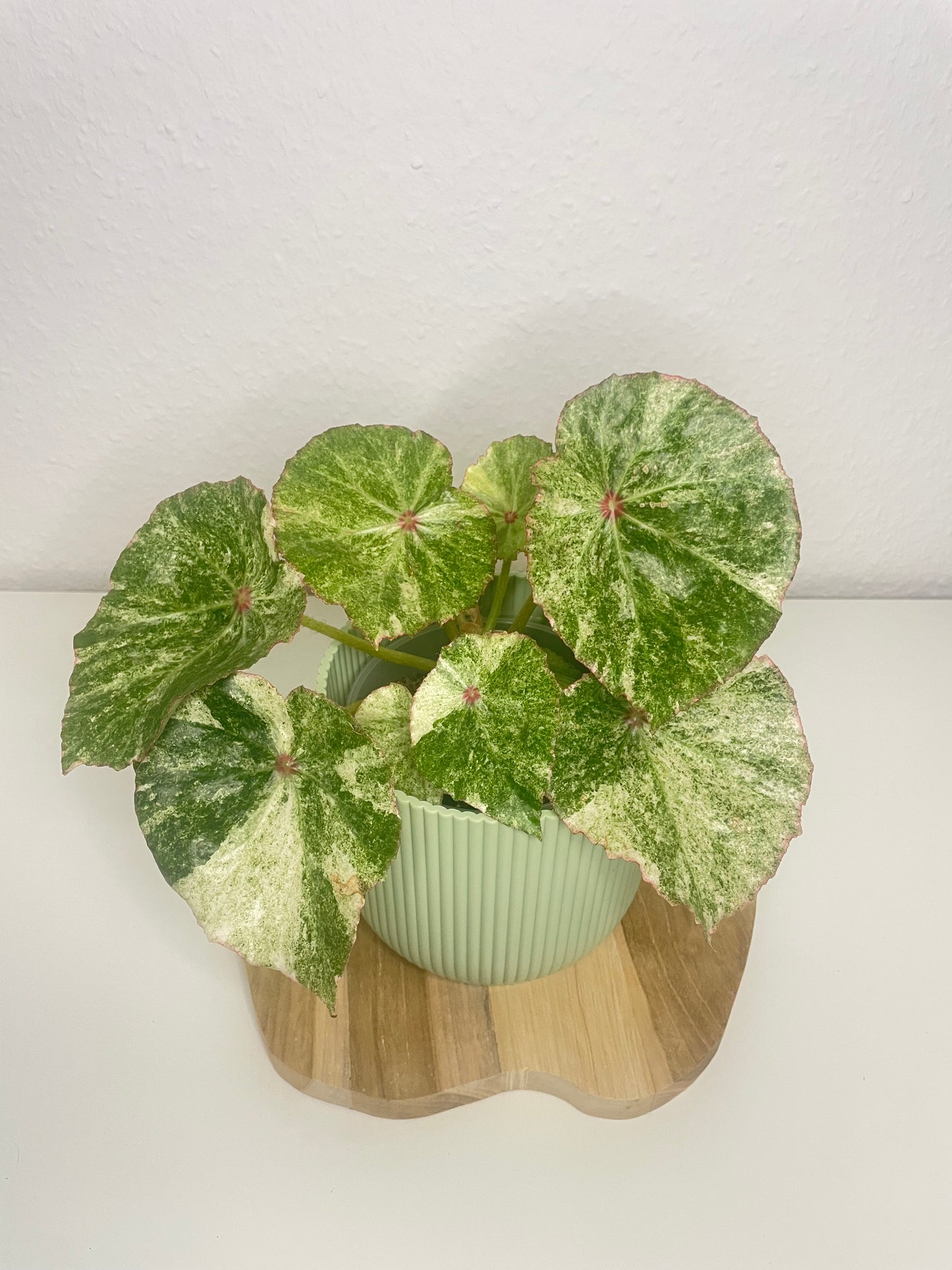 Begonia Rouge Variegata