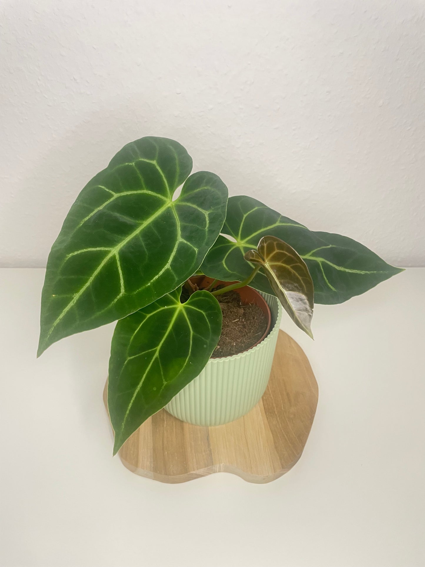 Anthurium Magnificum
