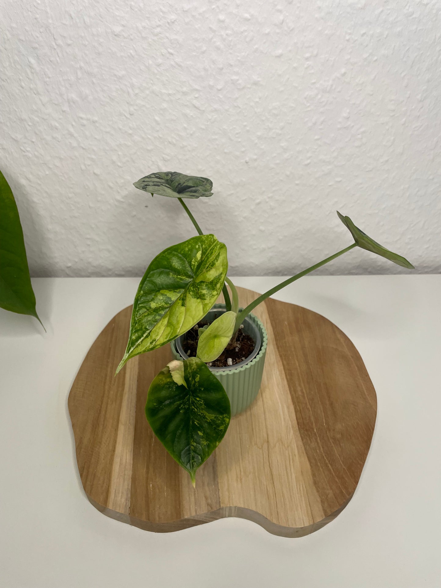 Alocasia Dragon Scale Variegata