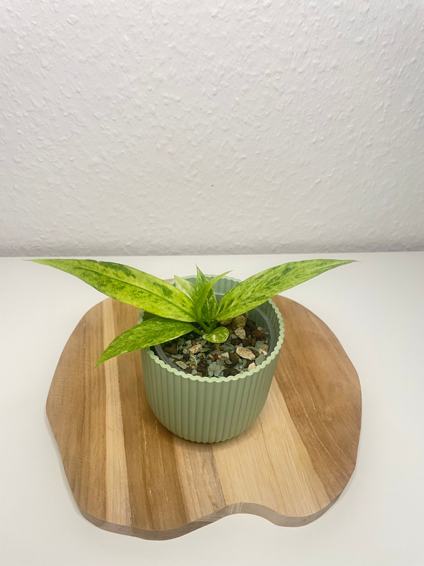 Anthurium Vittarifolium Variegata