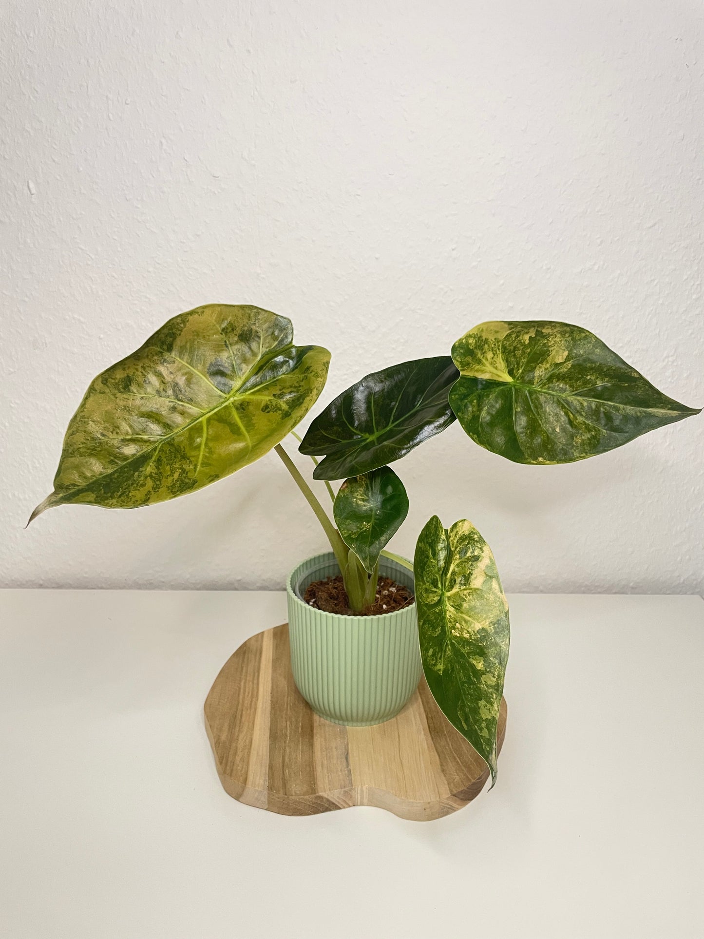 Alocasia Wentii Variegata