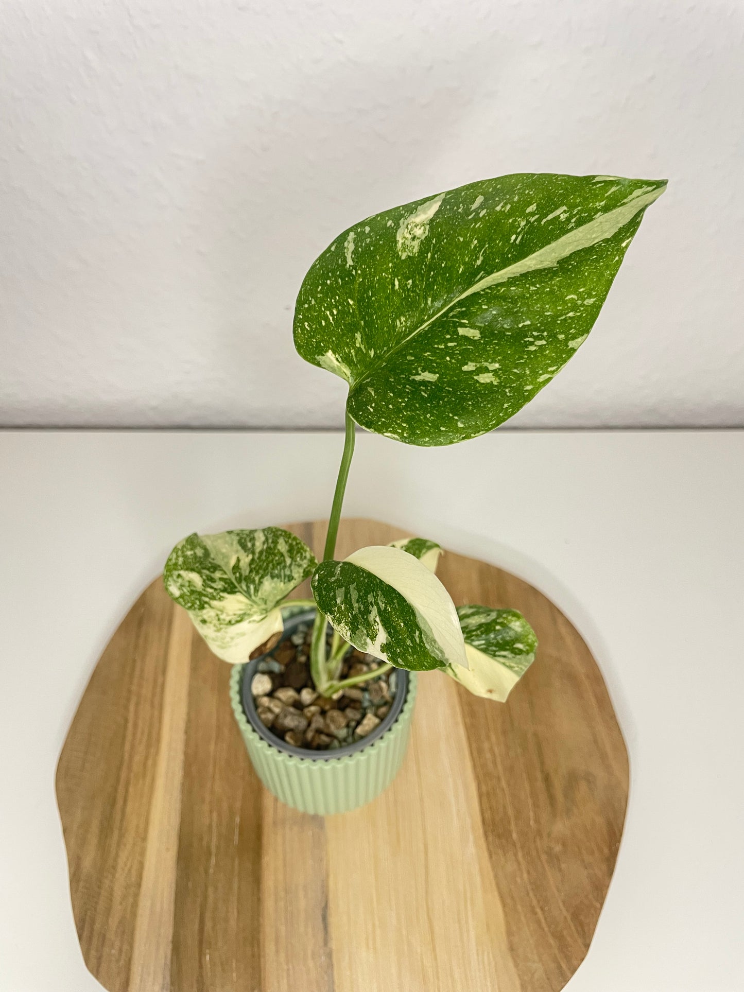 Monstera Thai Constellation Creme