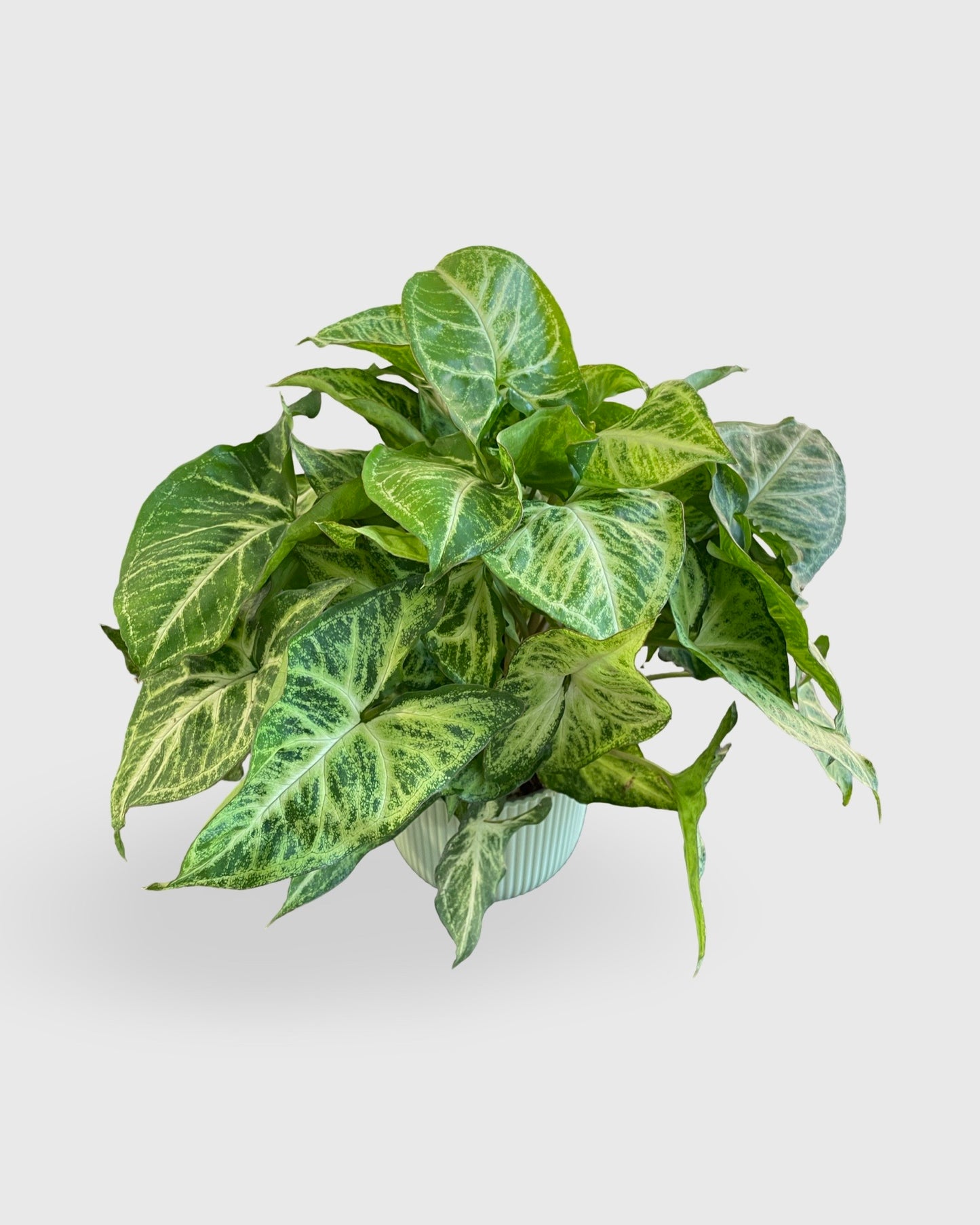 Syngonium Arrow