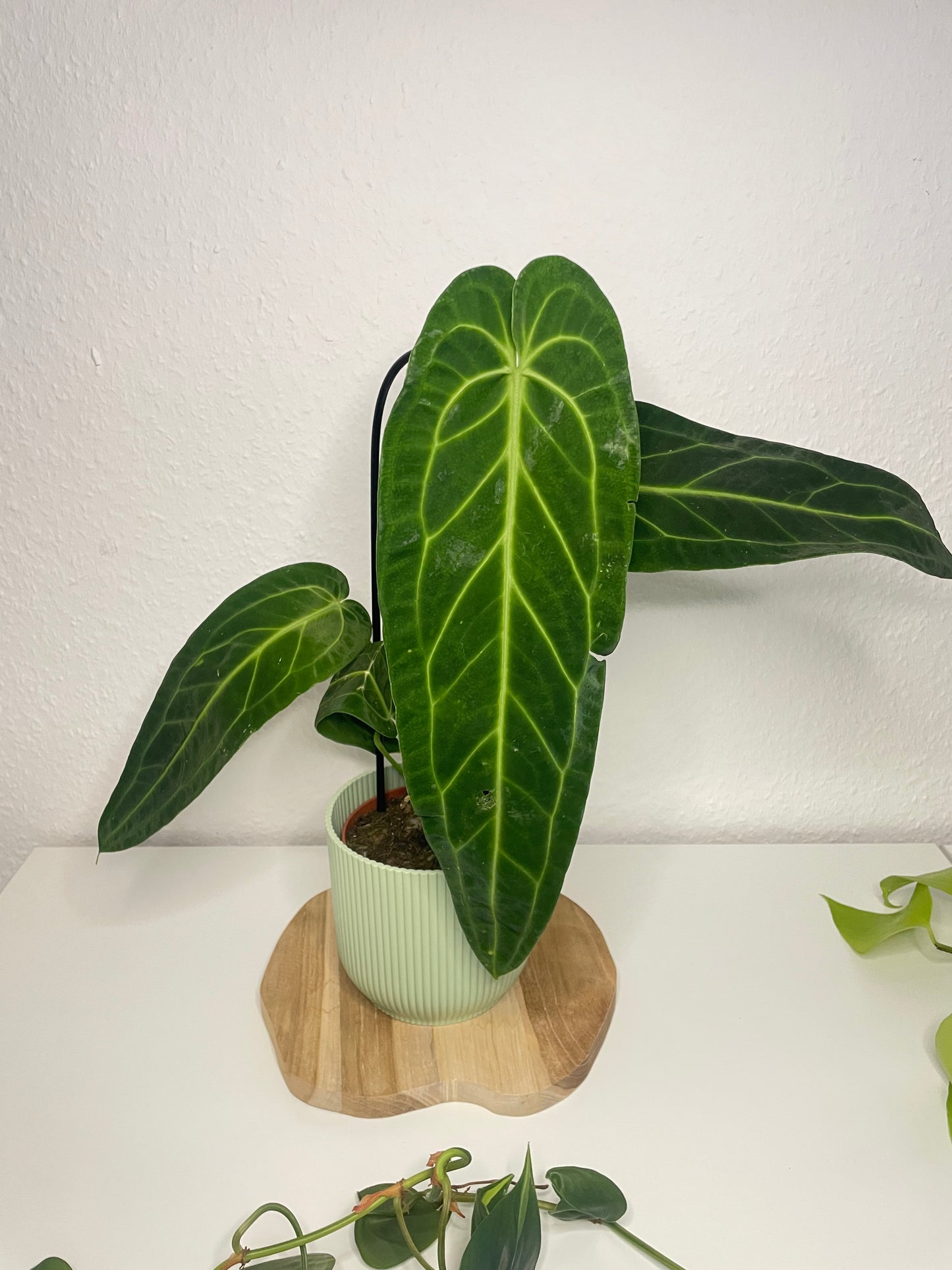 Anthurium Warocqueanum