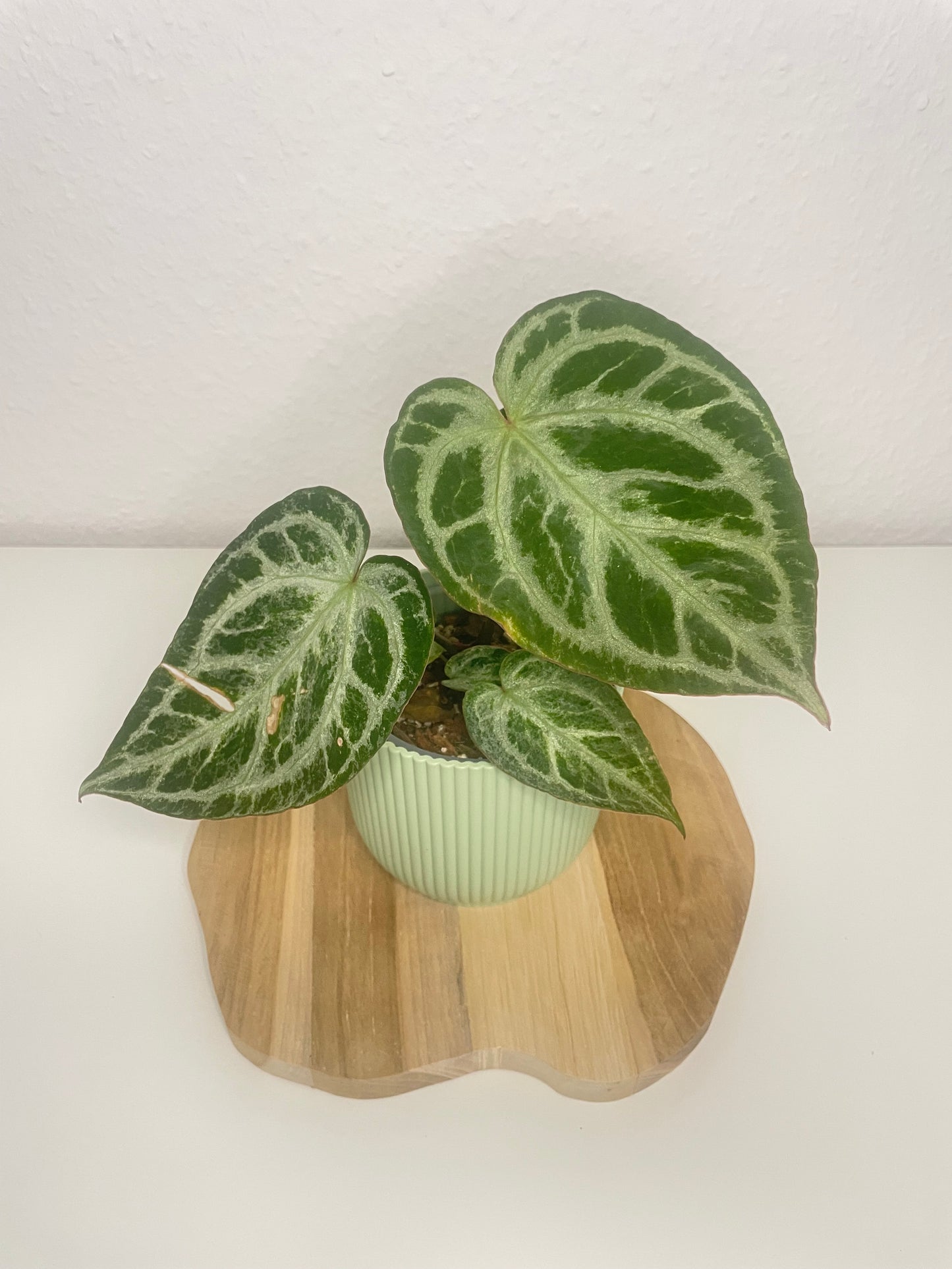 Anthurium Silver Blush Mint