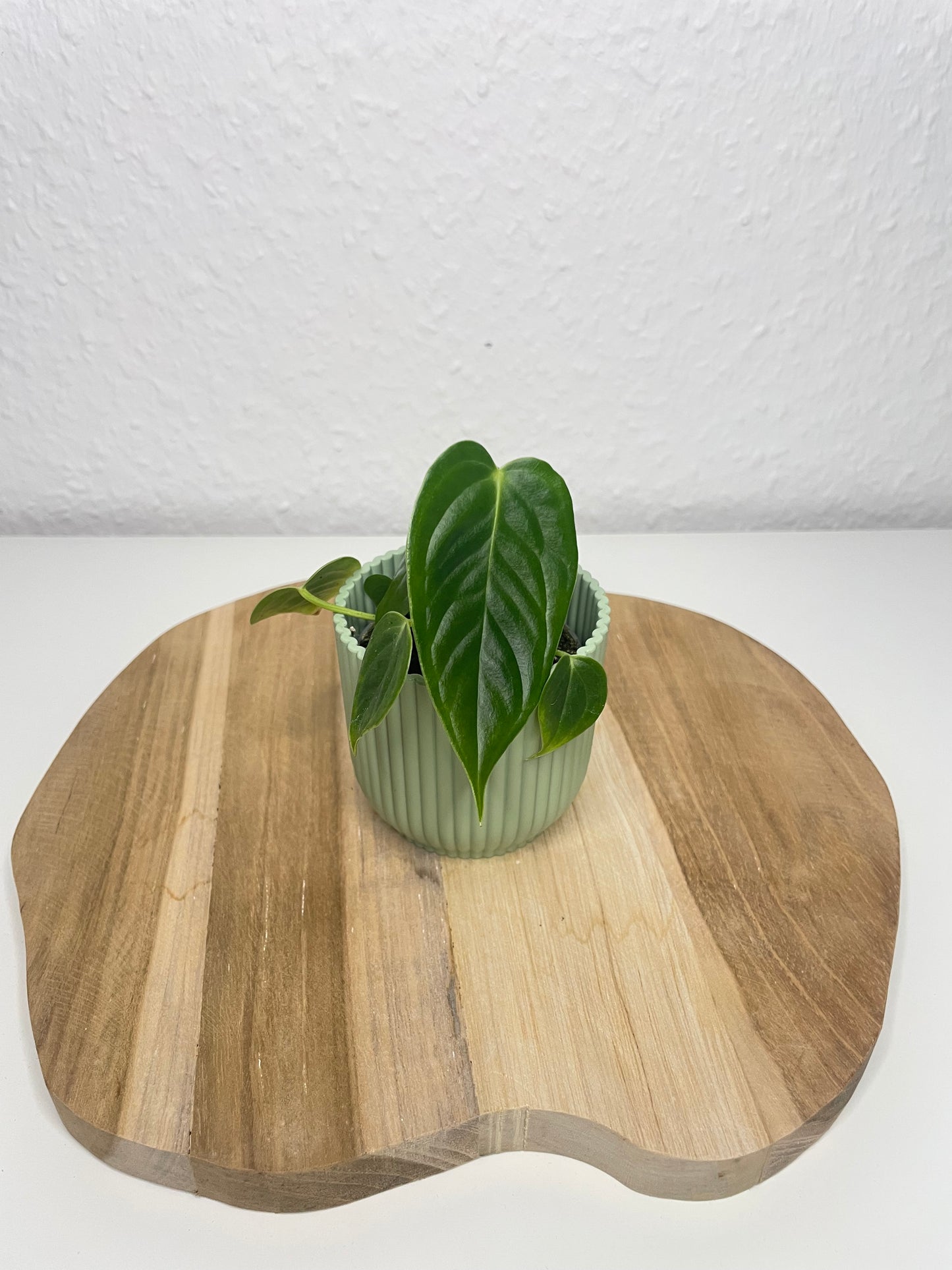 Anthurium Veitchii