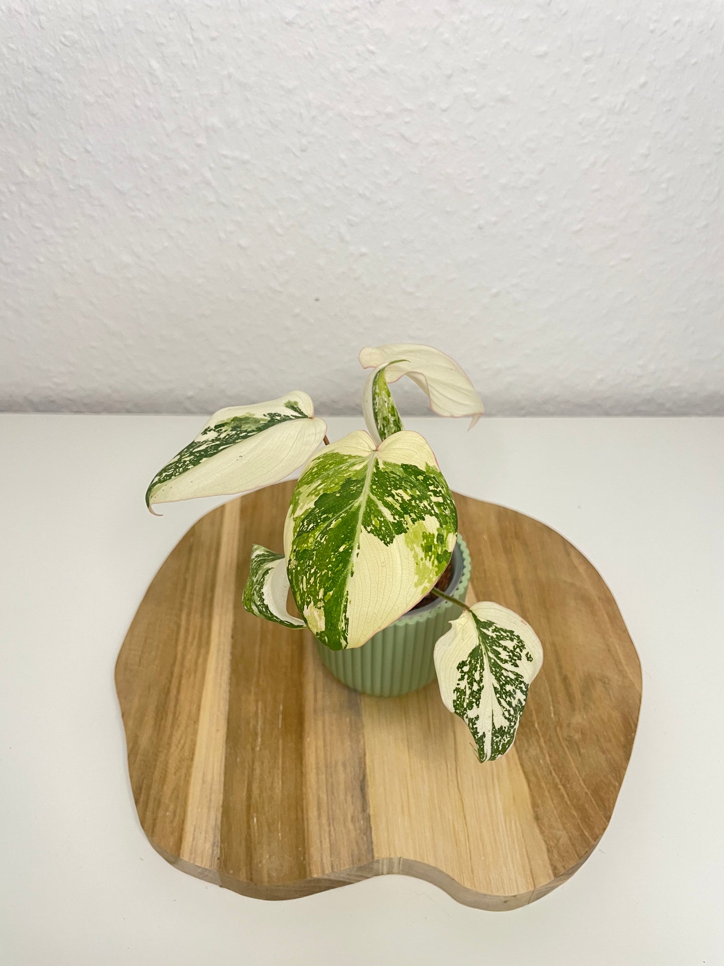 Philodendron Gloriosum Tricolor