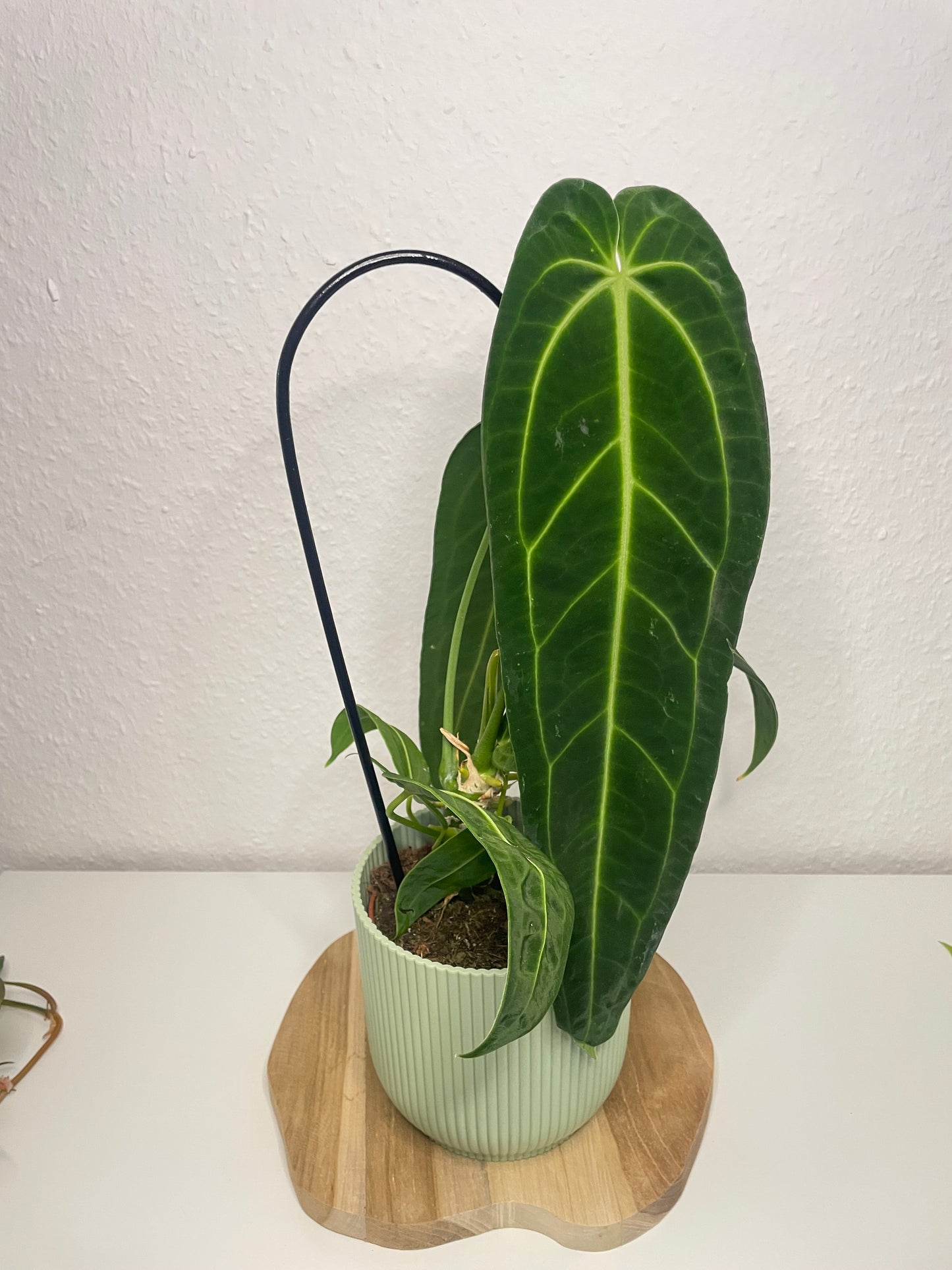 Anthurium Warocqueanum