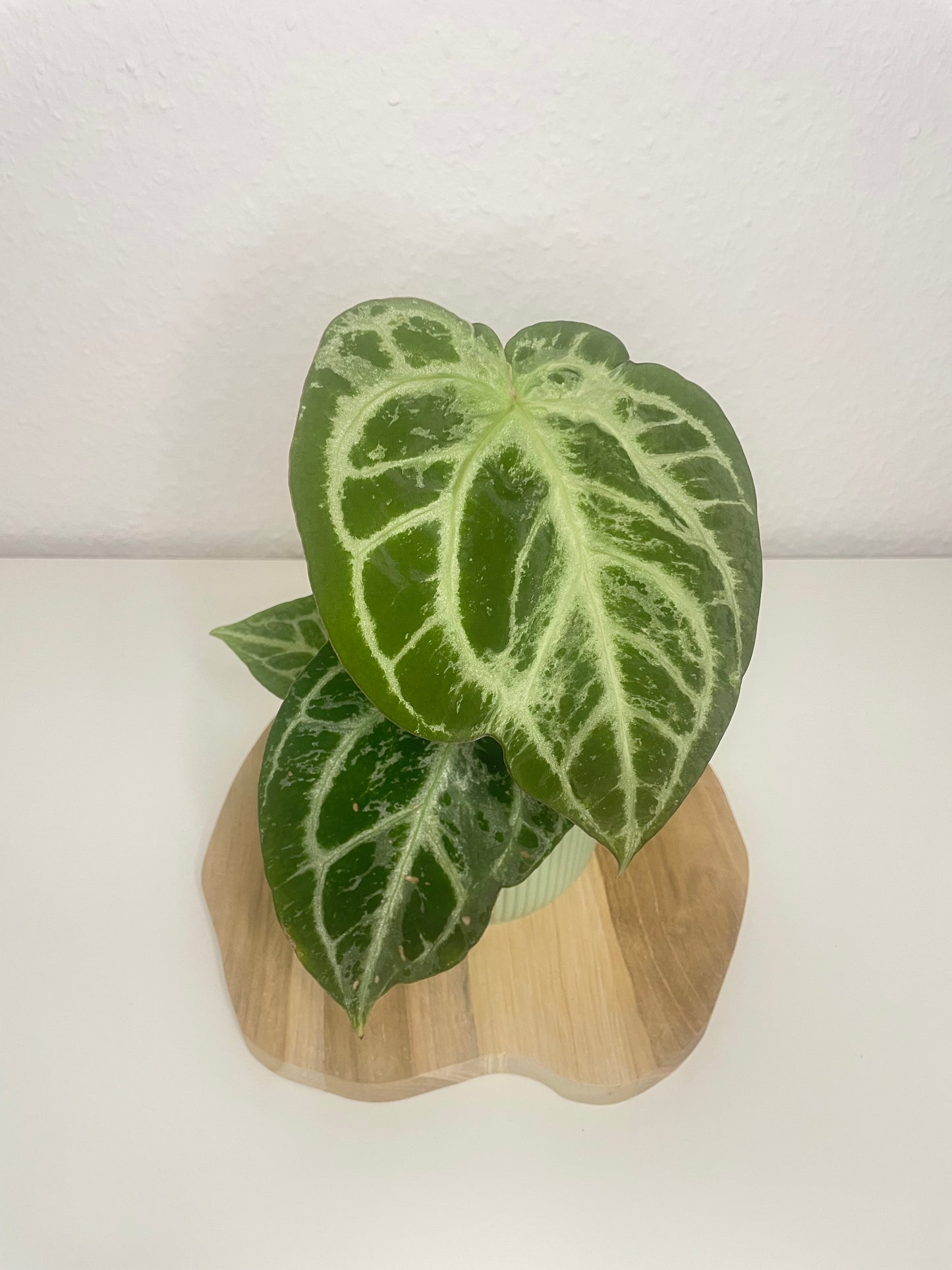 Anthurium Silver Blush Mint