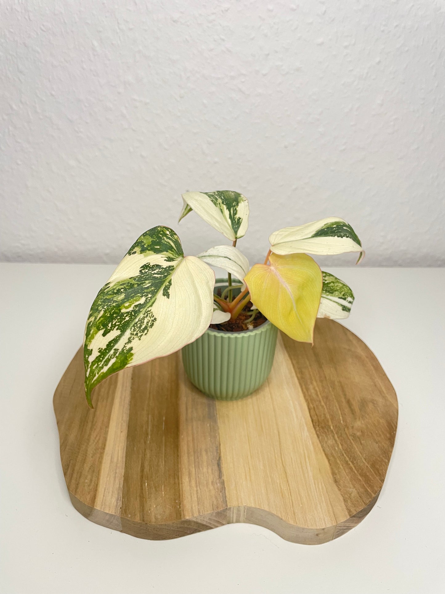 Philodendron Gloriosum Tricolor