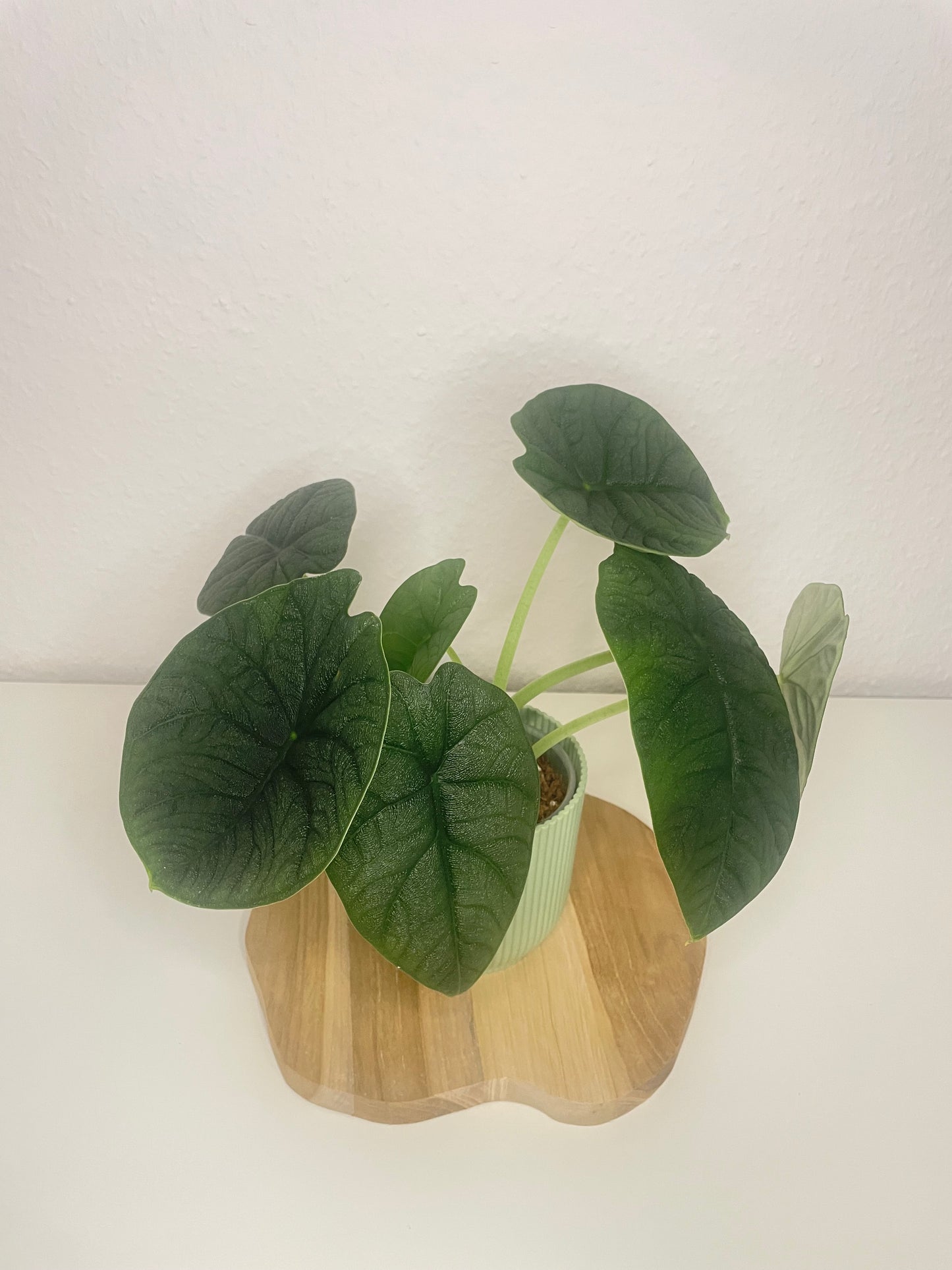 Alocasia Melo