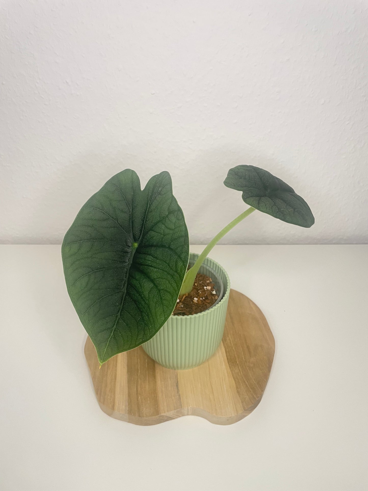 Alocasia Melo