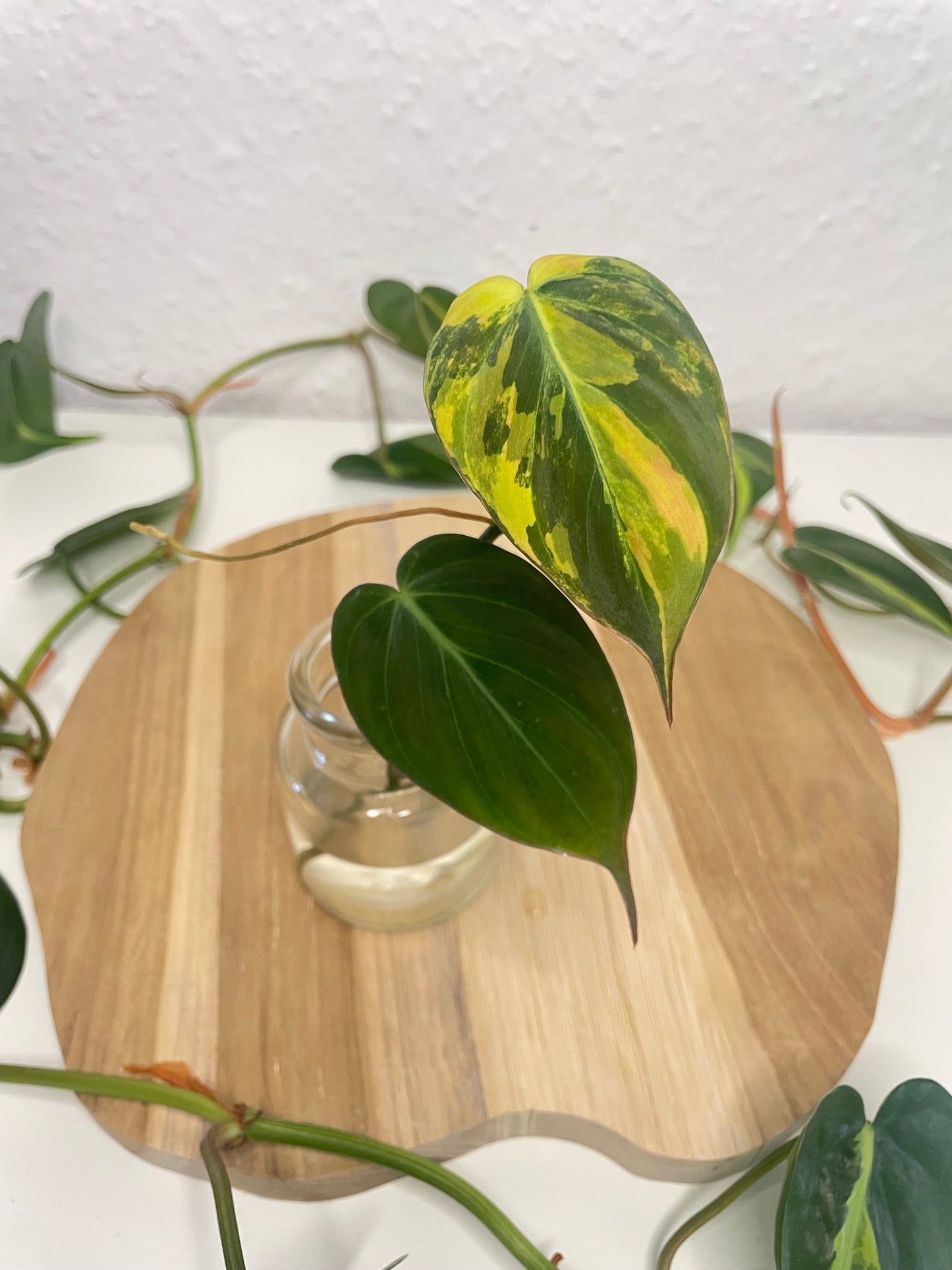 Philodendron Micans Variegata