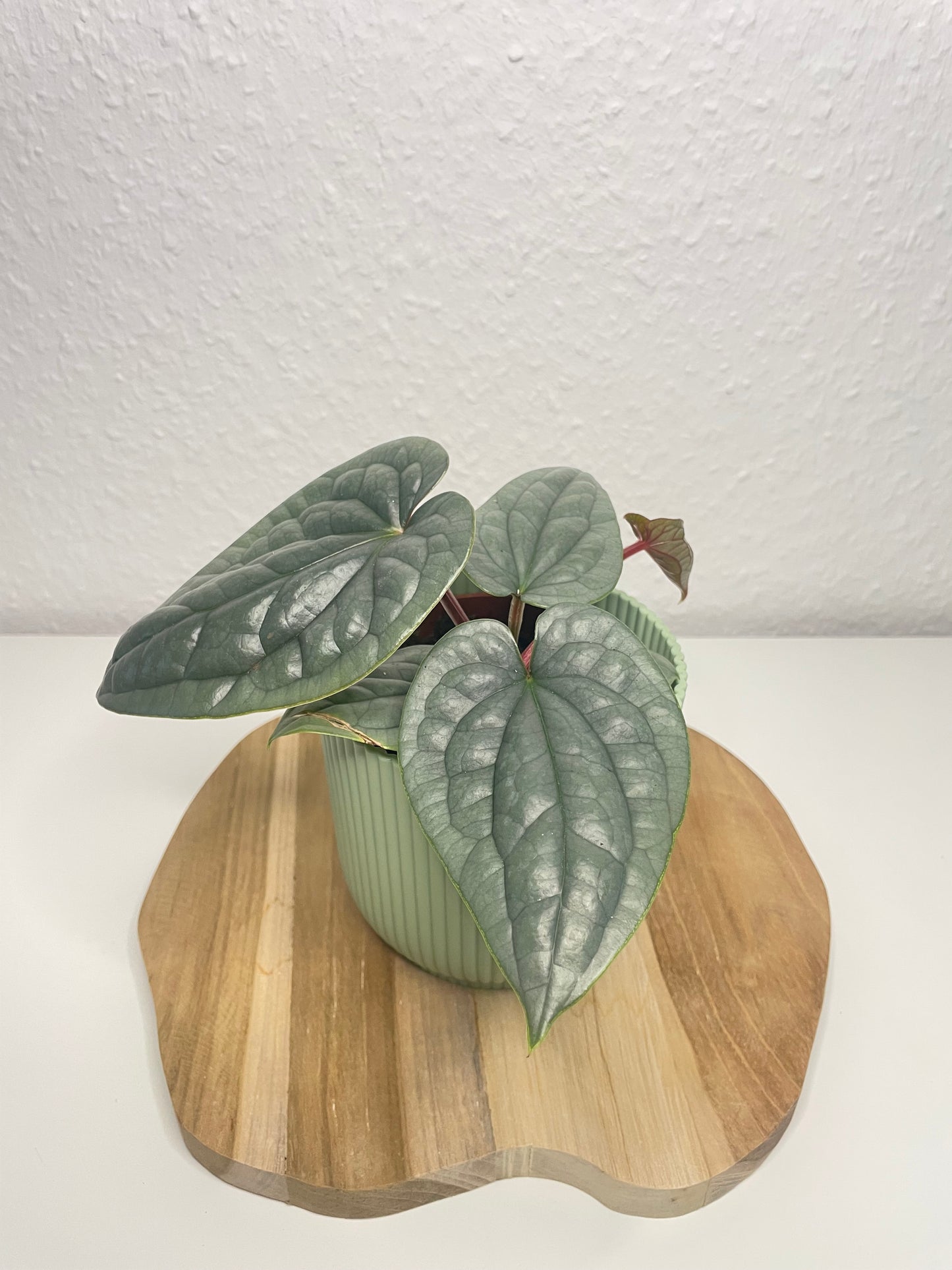 Anthurium Luxurians