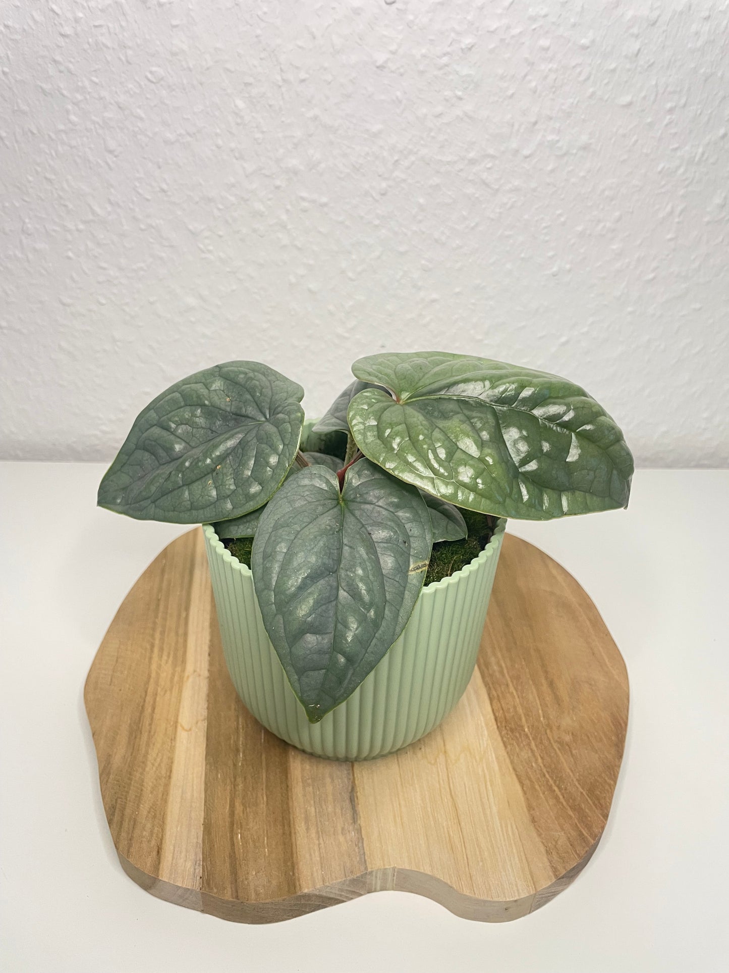 Anthurium Luxurians
