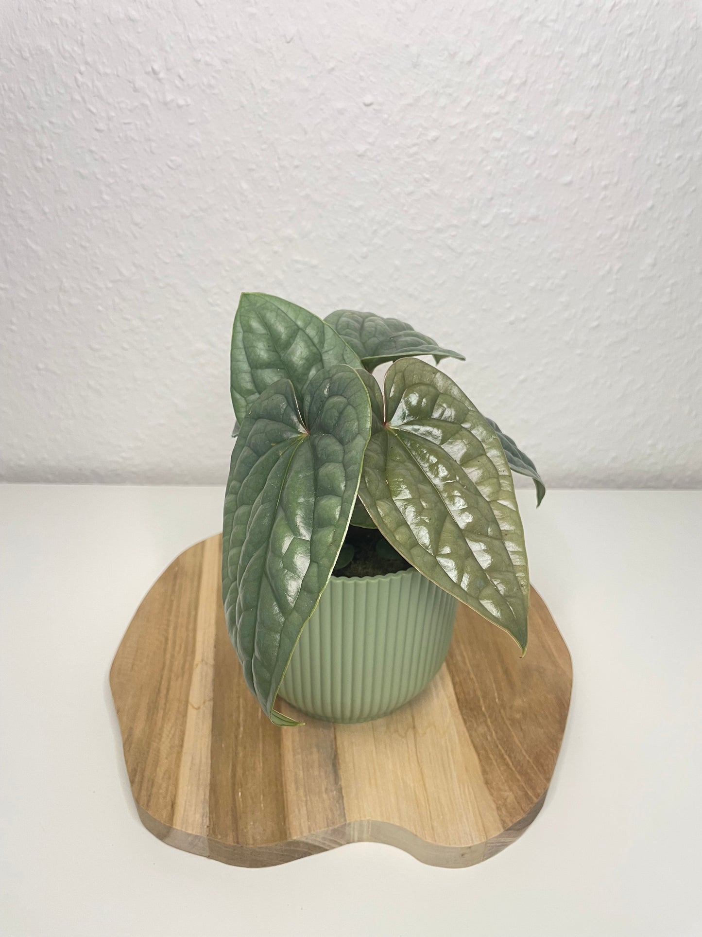 Anthurium Luxurians