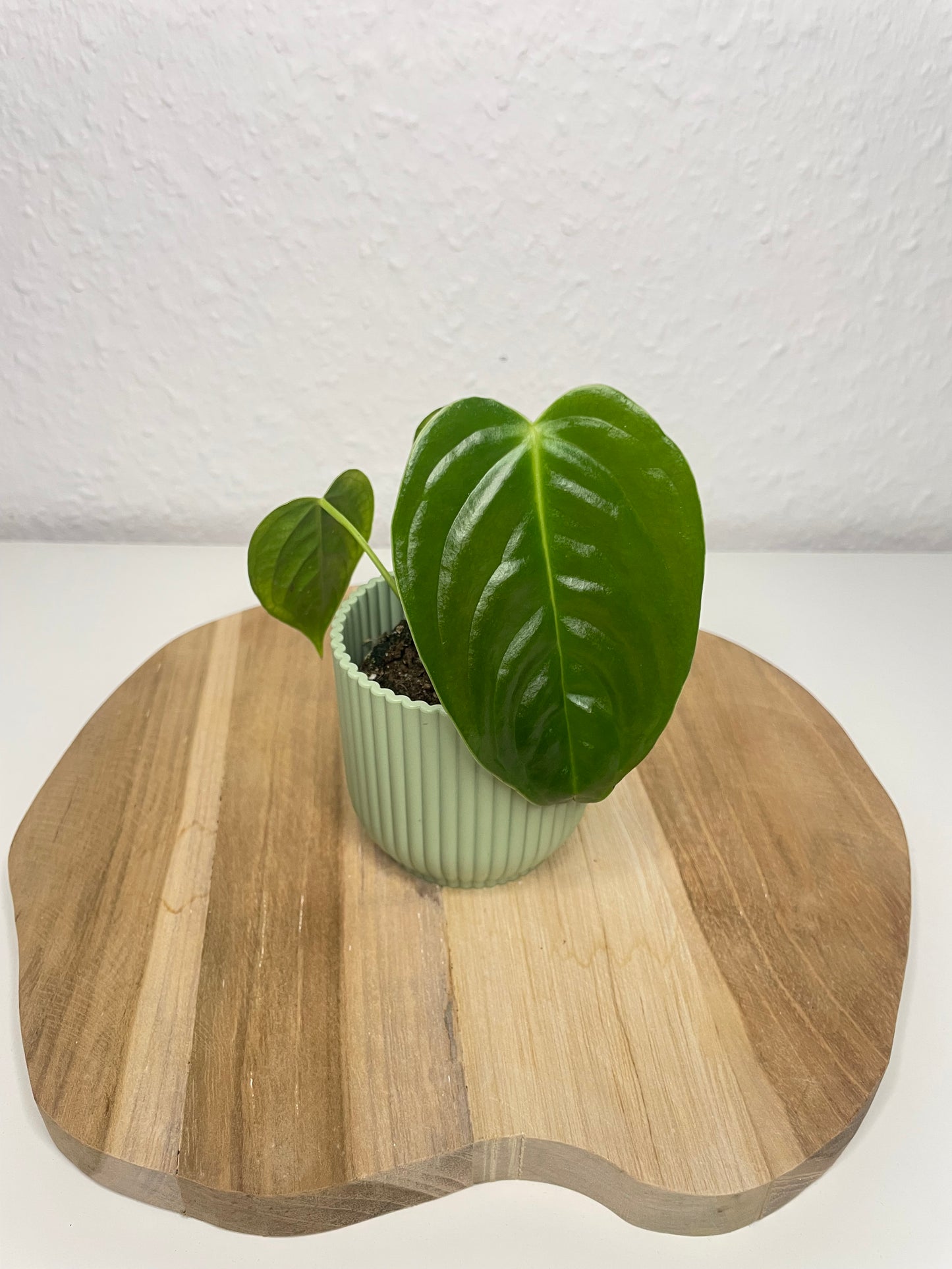 Anthurium Veitchii