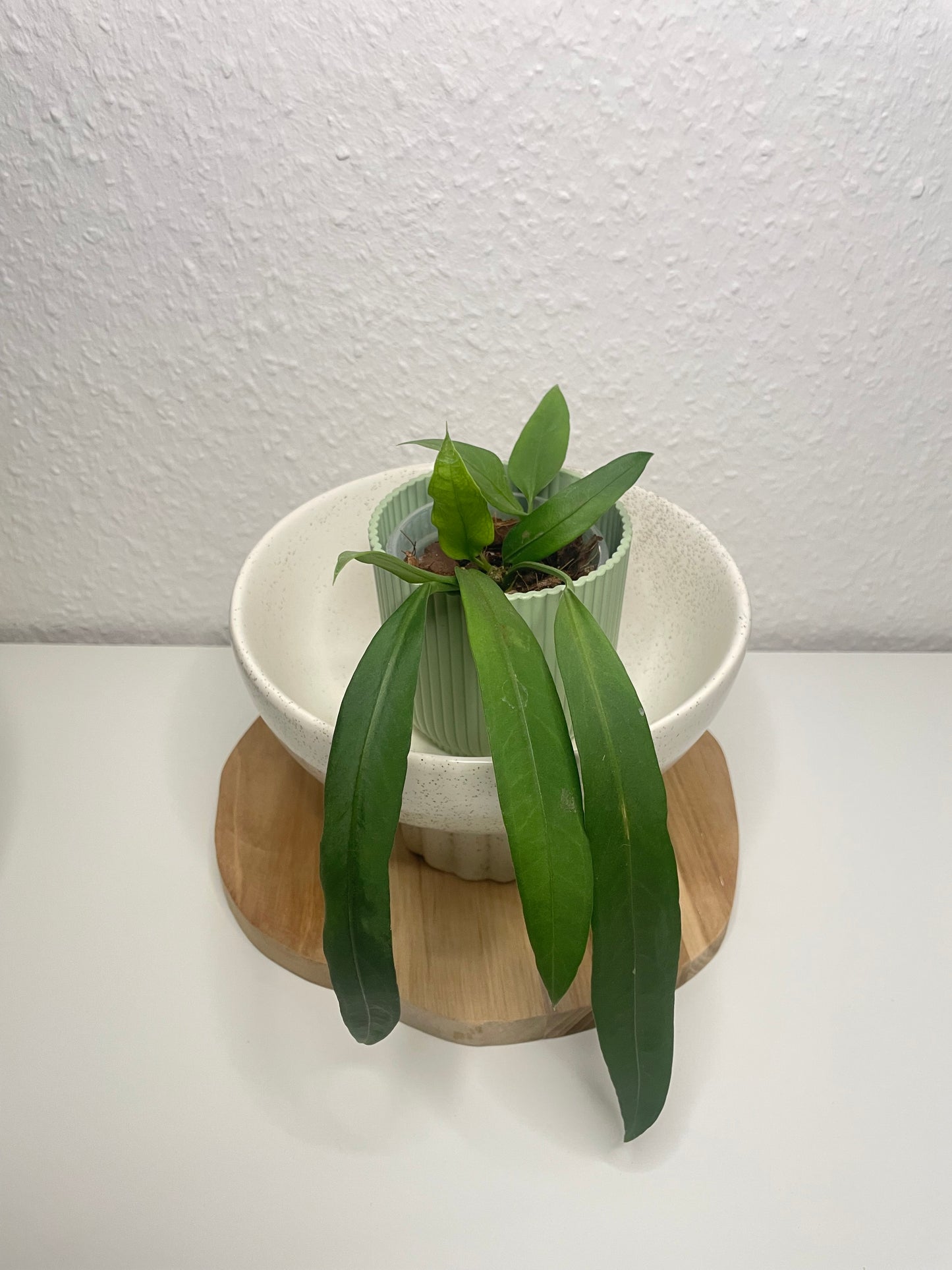 Anthurium Vittarifolium