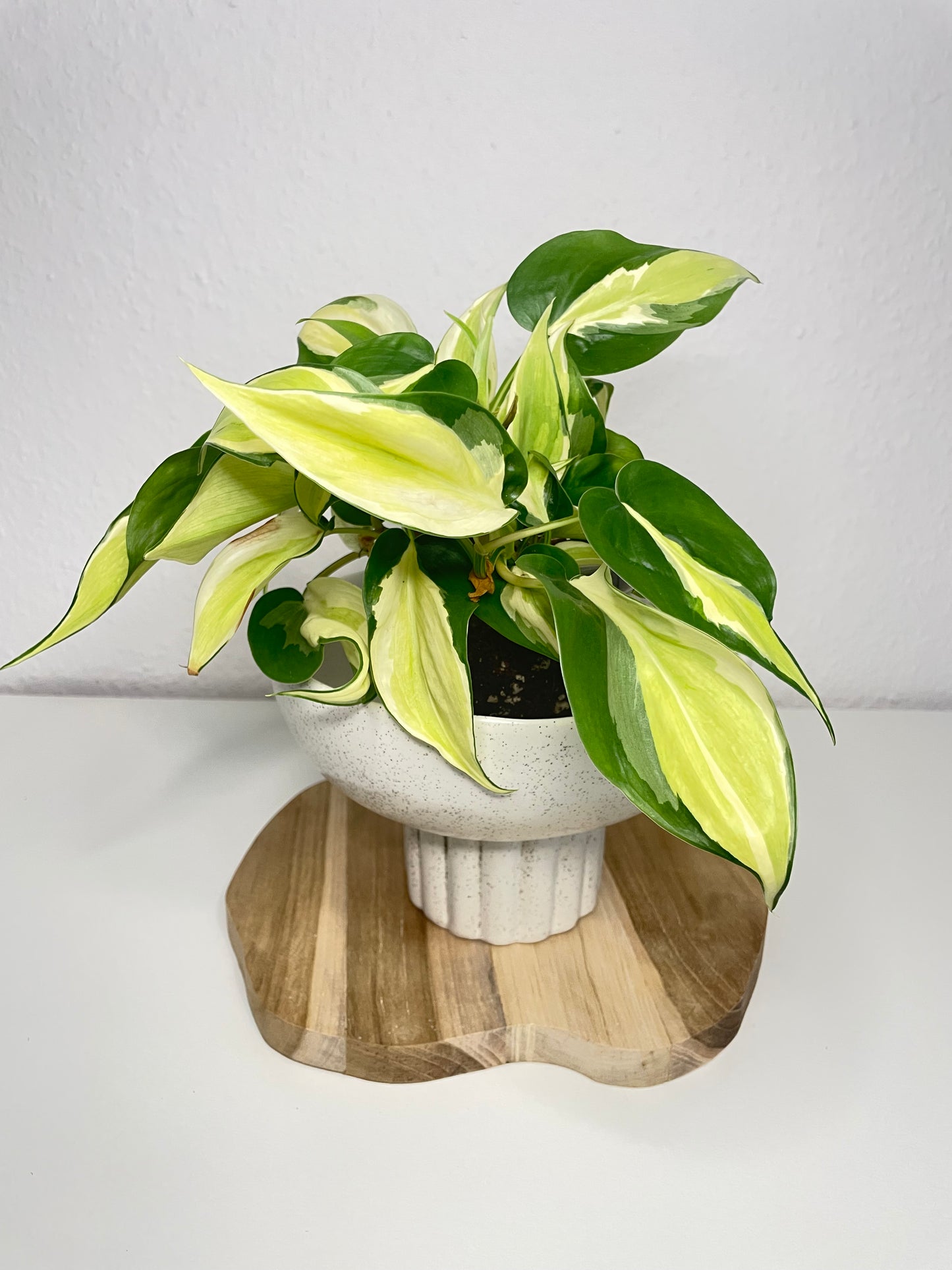 Philodendron Scandens Rio