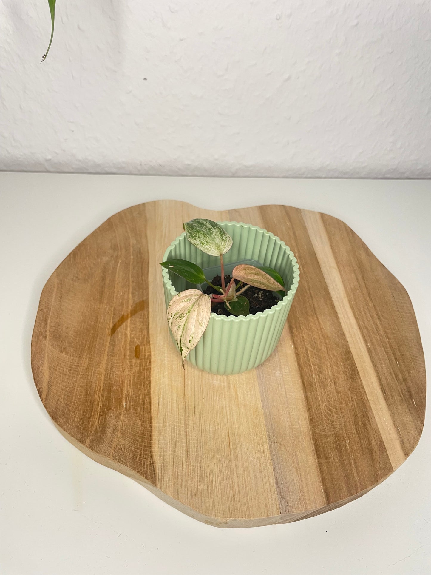 Philodendron Micans pink marble