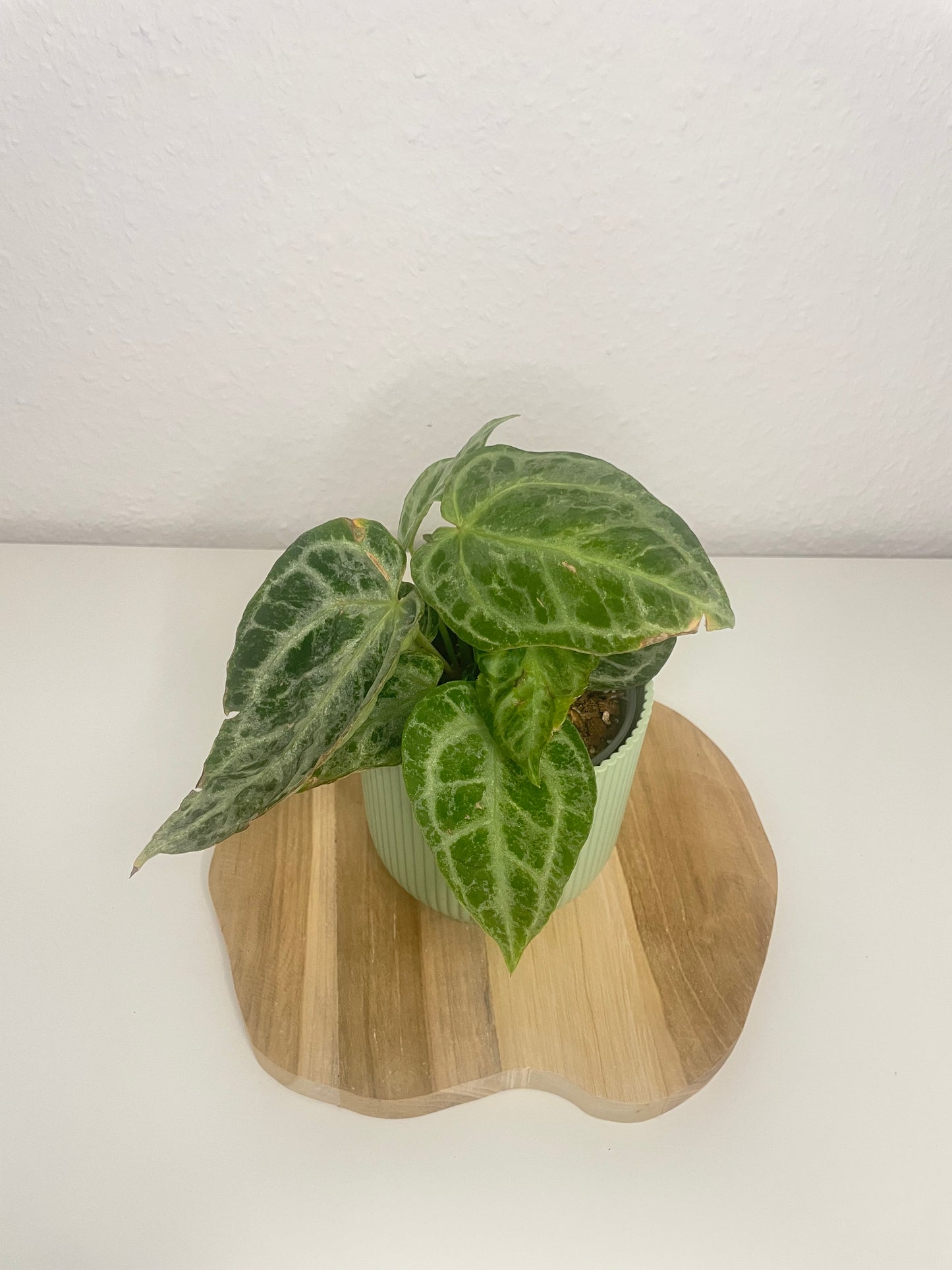 Anthurium Silver Blush Mint