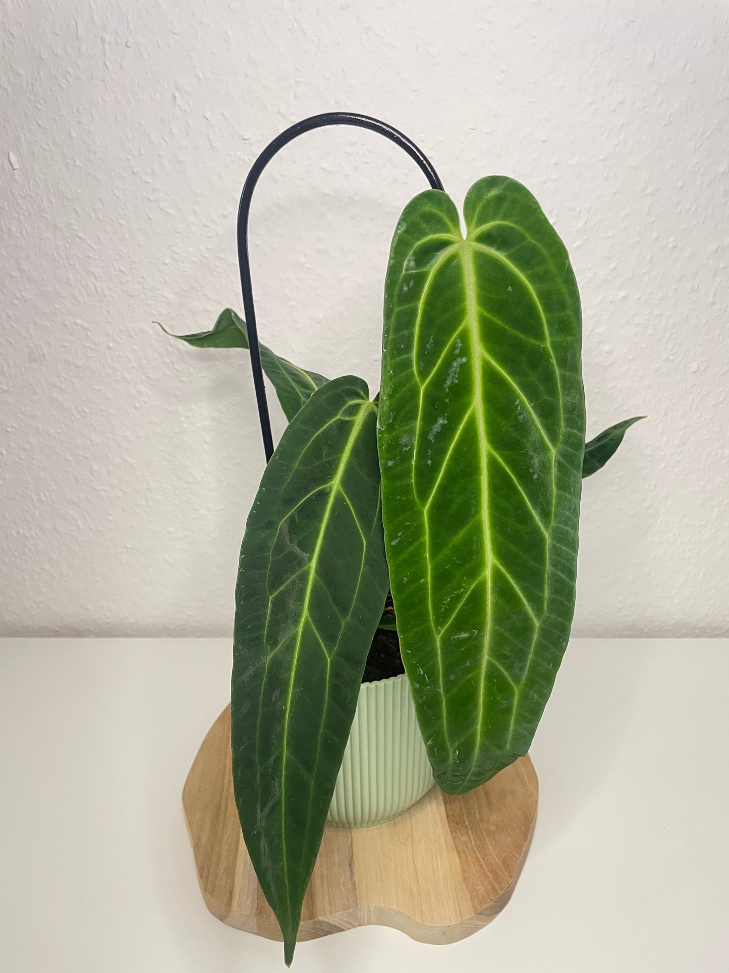 Anthurium Warocqueanum