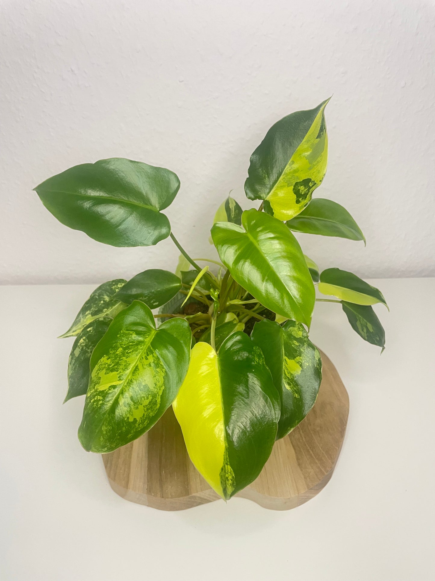 Philodendron Burle Marx Variegata