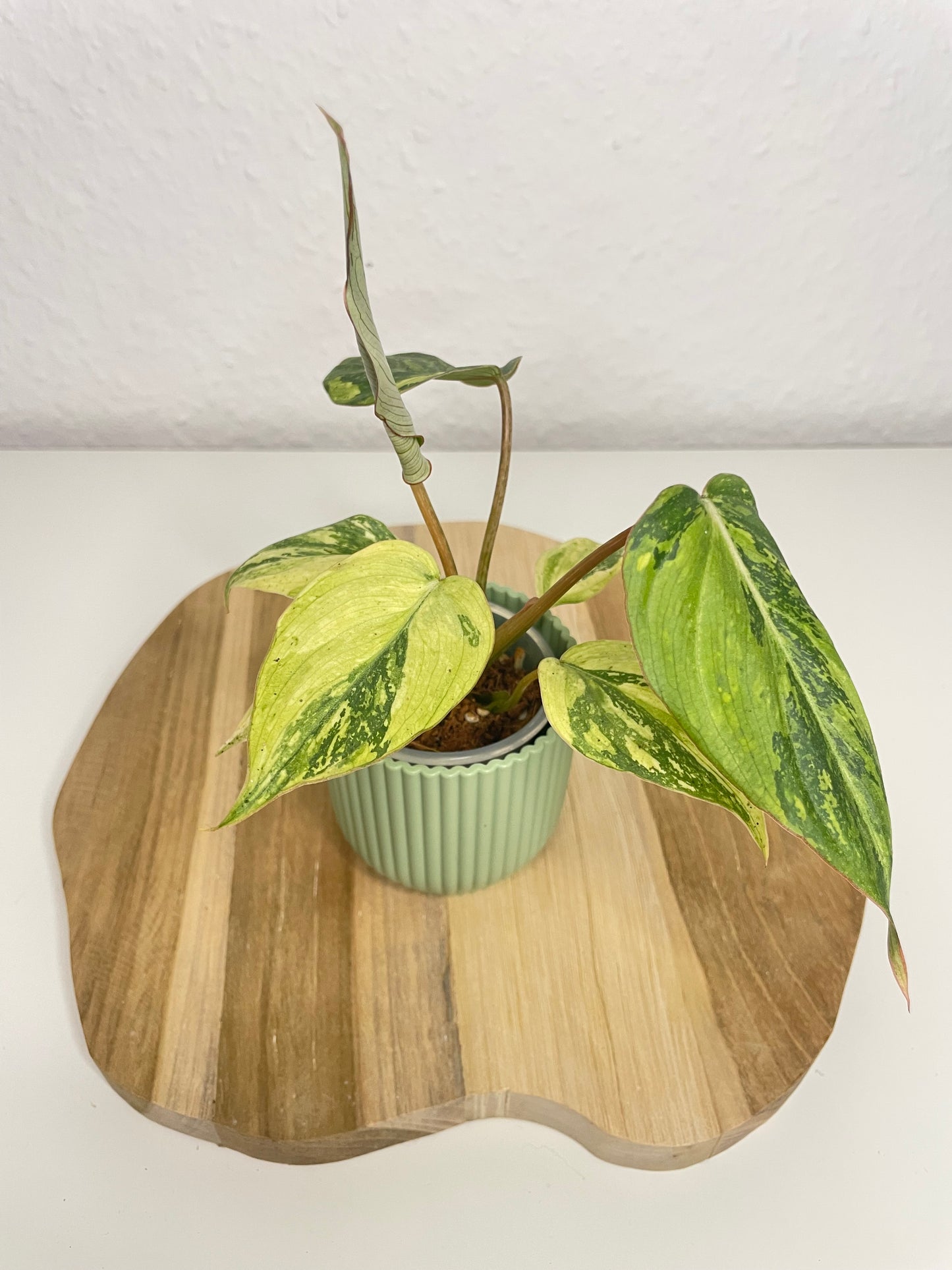 Philodendron Gloriosum Tricolor